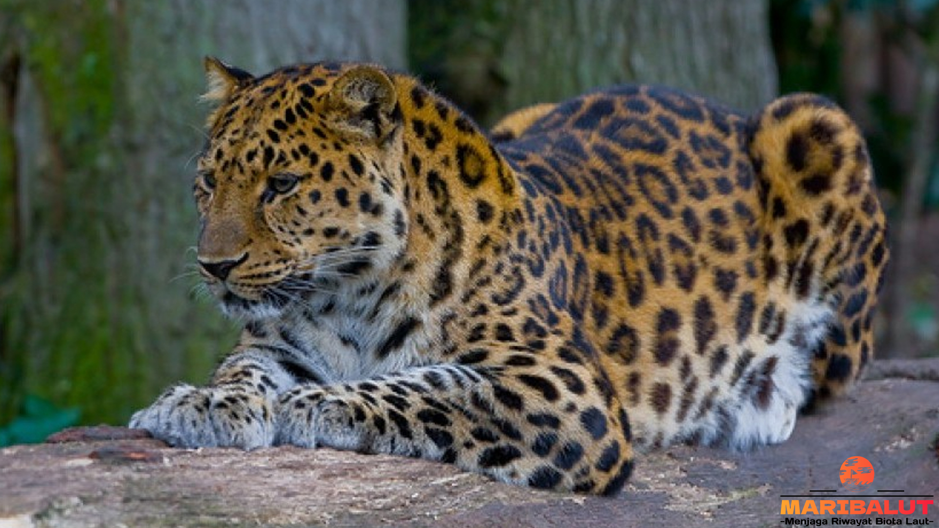 Macan Tutul Amur: Predator Langka Siberia yang Menakjubkan