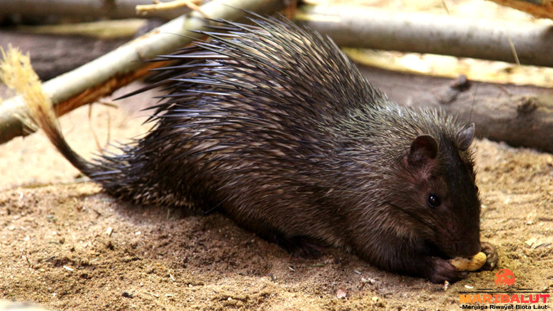 Fakta Menarik tentang Atherurus, Si Landak Berpipi Runcing