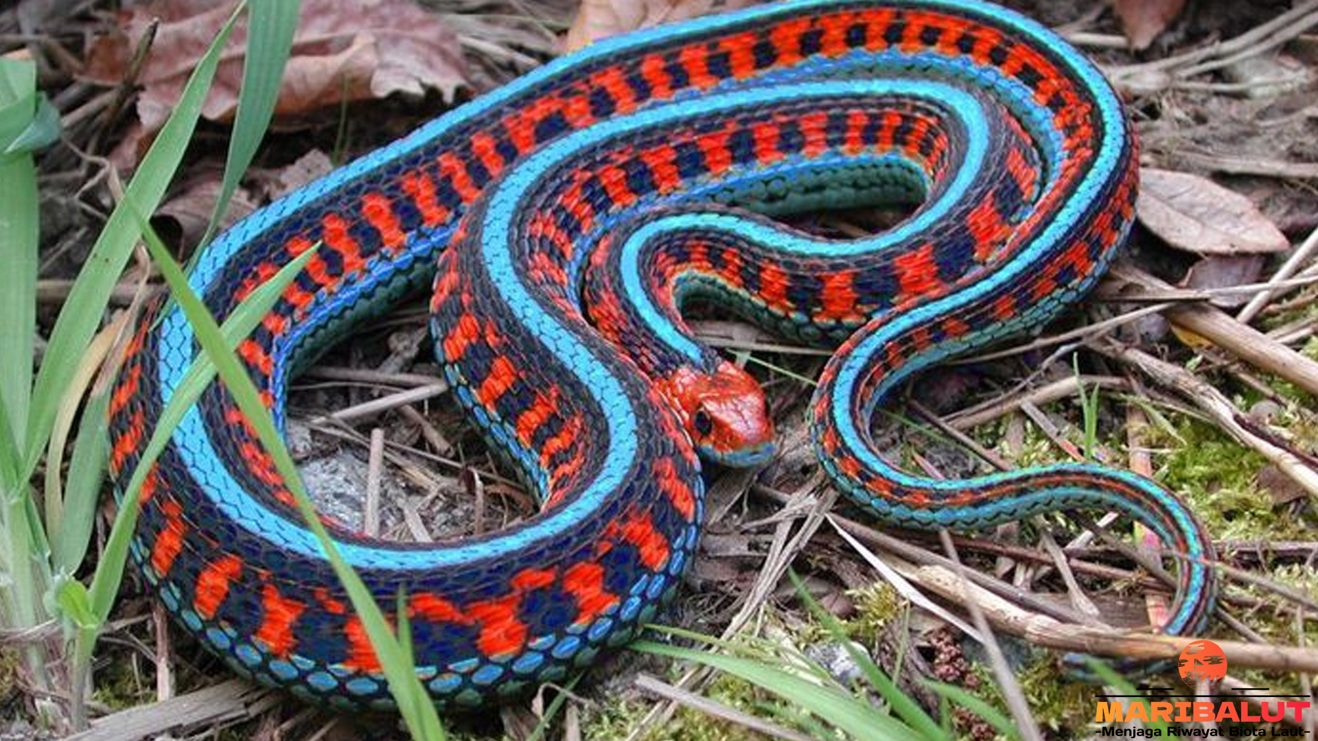 Ular Garter: Ahli Bertahan Hidup dari Habitat yang Beragam