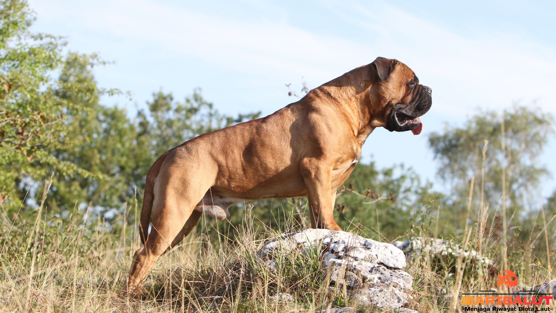 Kepribadian dan Peran Bullmastiff sebagai Anjing Penjaga Setia