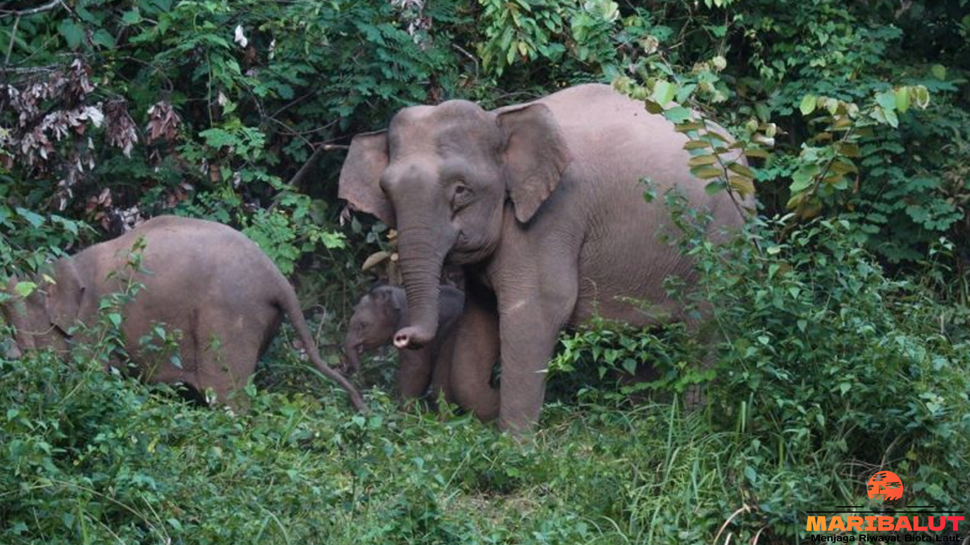 Mengenal Gajah Kalimantan, Raksasa Lembut Asli Borneo