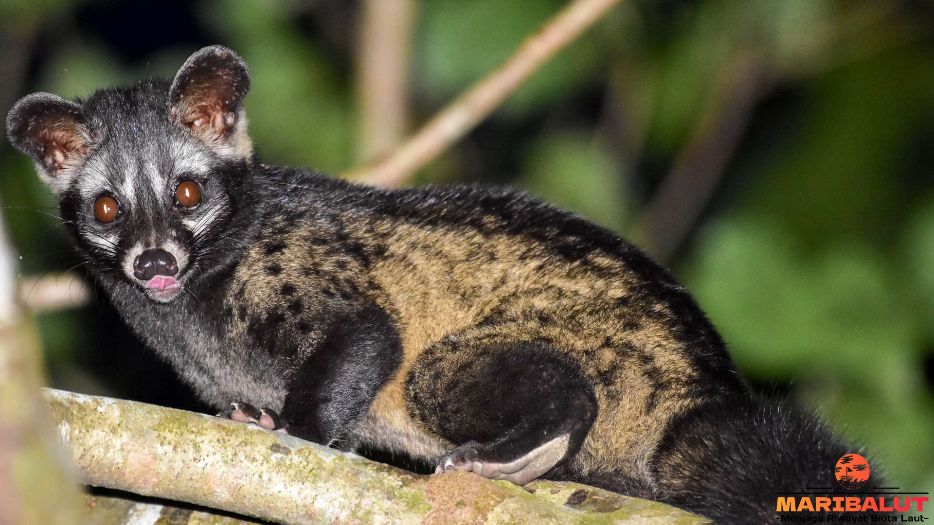Keunikan dan Habitat Paradoxurus, Musang yang Jarang Diketahui