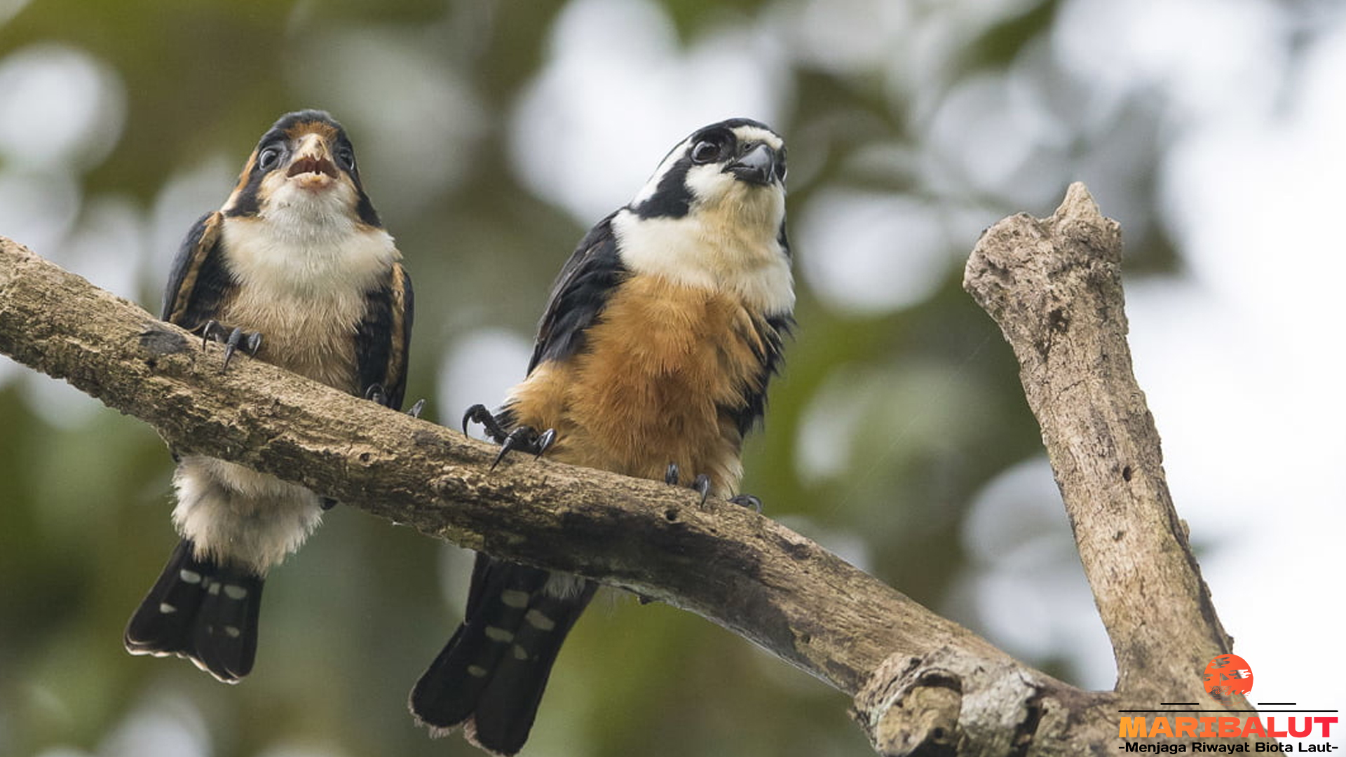 Burung Alap-alap Capung: Sosok Kecil dengan Kecepatan Super