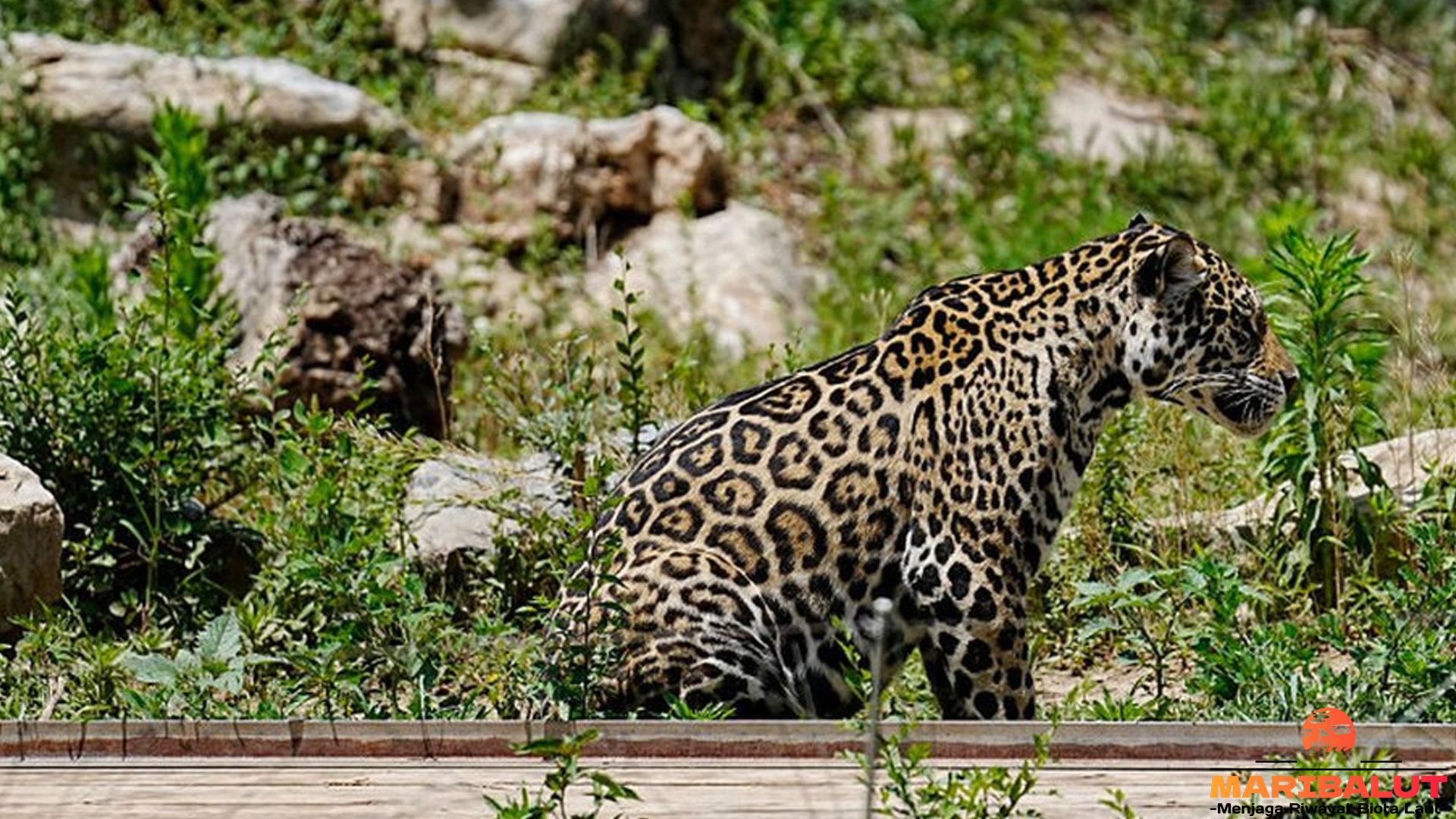 Macan Tutul India, Sang Penyendiri dengan Corak Unik