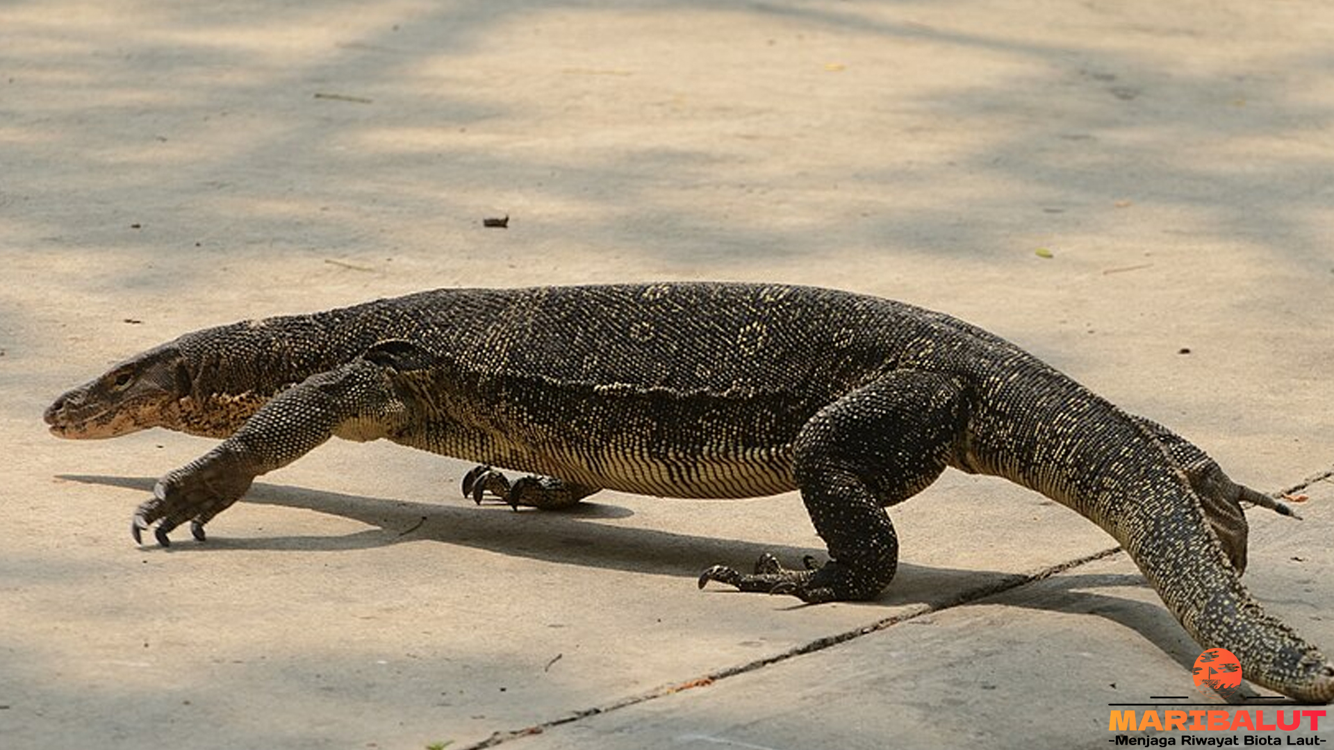 Hidup di Batas Air dan Darat: Kisah Biawak Air yang Memikat