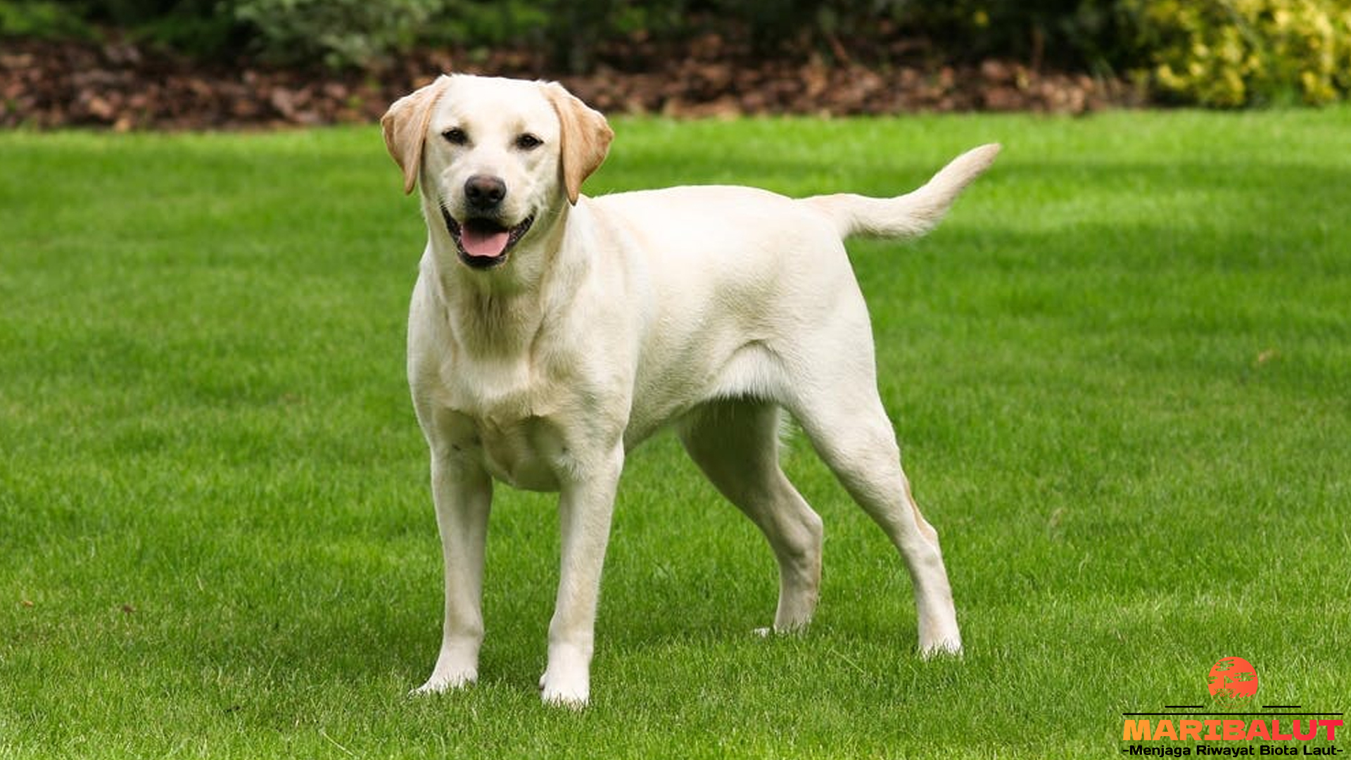 Labrador Retriever, Si Anjing Penuh Kasih dan Penuh Semangat