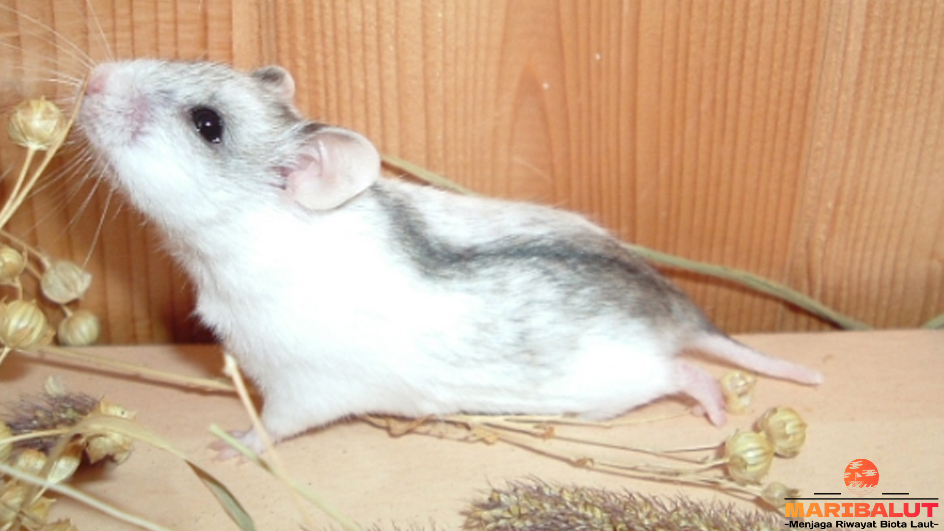 Hamster Tiongkok: Si Kecil Aktif dari Negeri Tirai Bambu