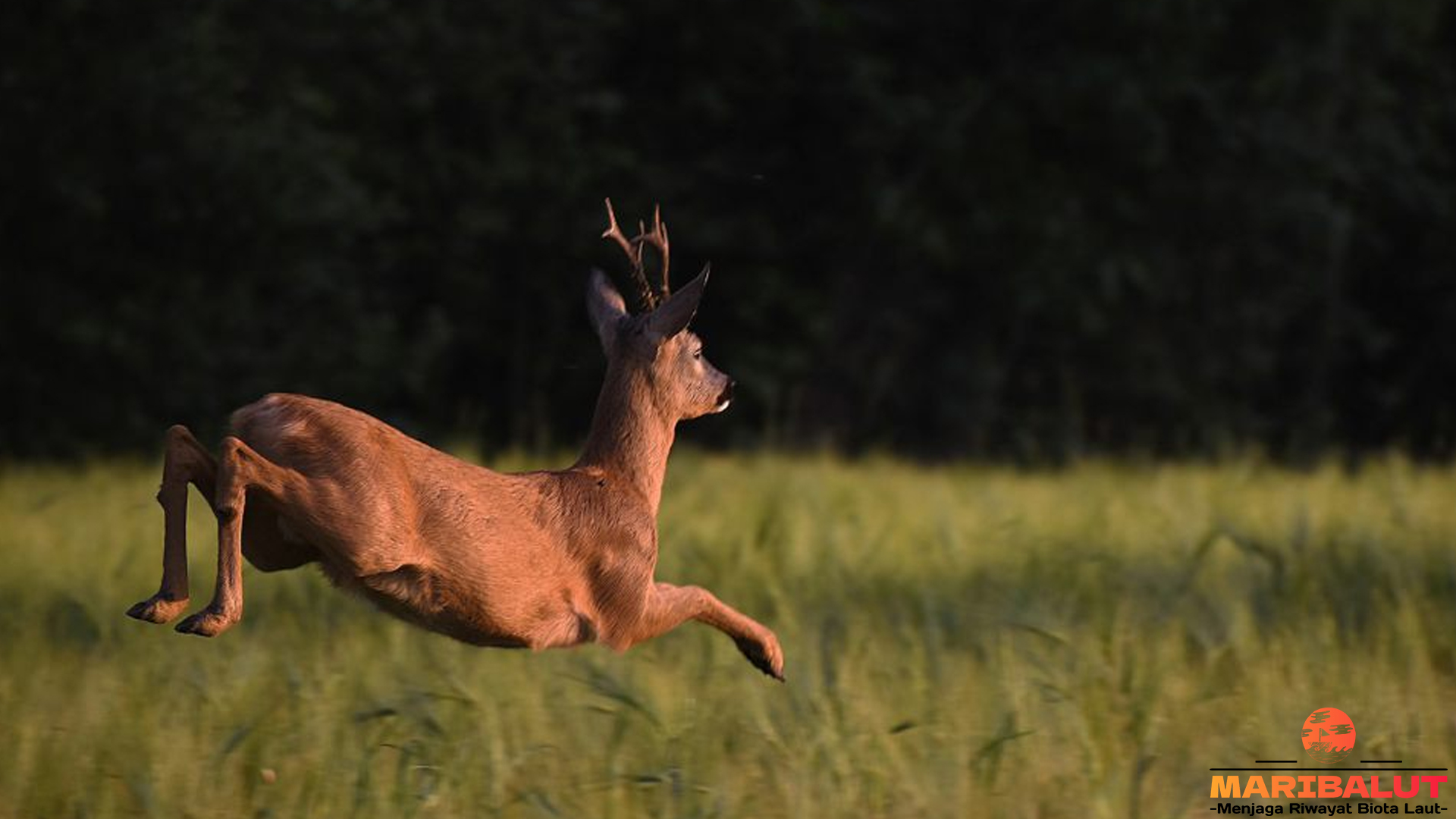 Hidup Rusa Roe: Cerita Dari Sudut Hutan yang Jarang Terjamah