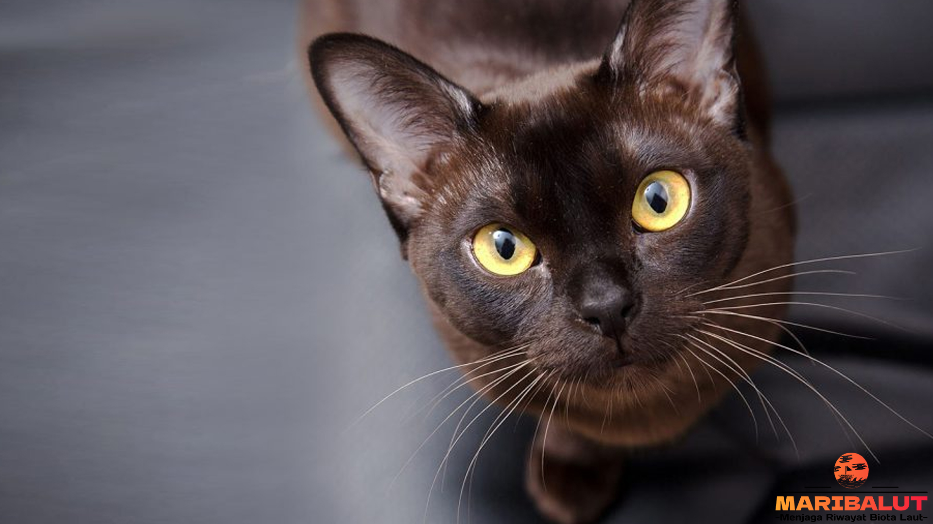 Keindahan Kucing Burma: Kelembutan yang Memukau Hati