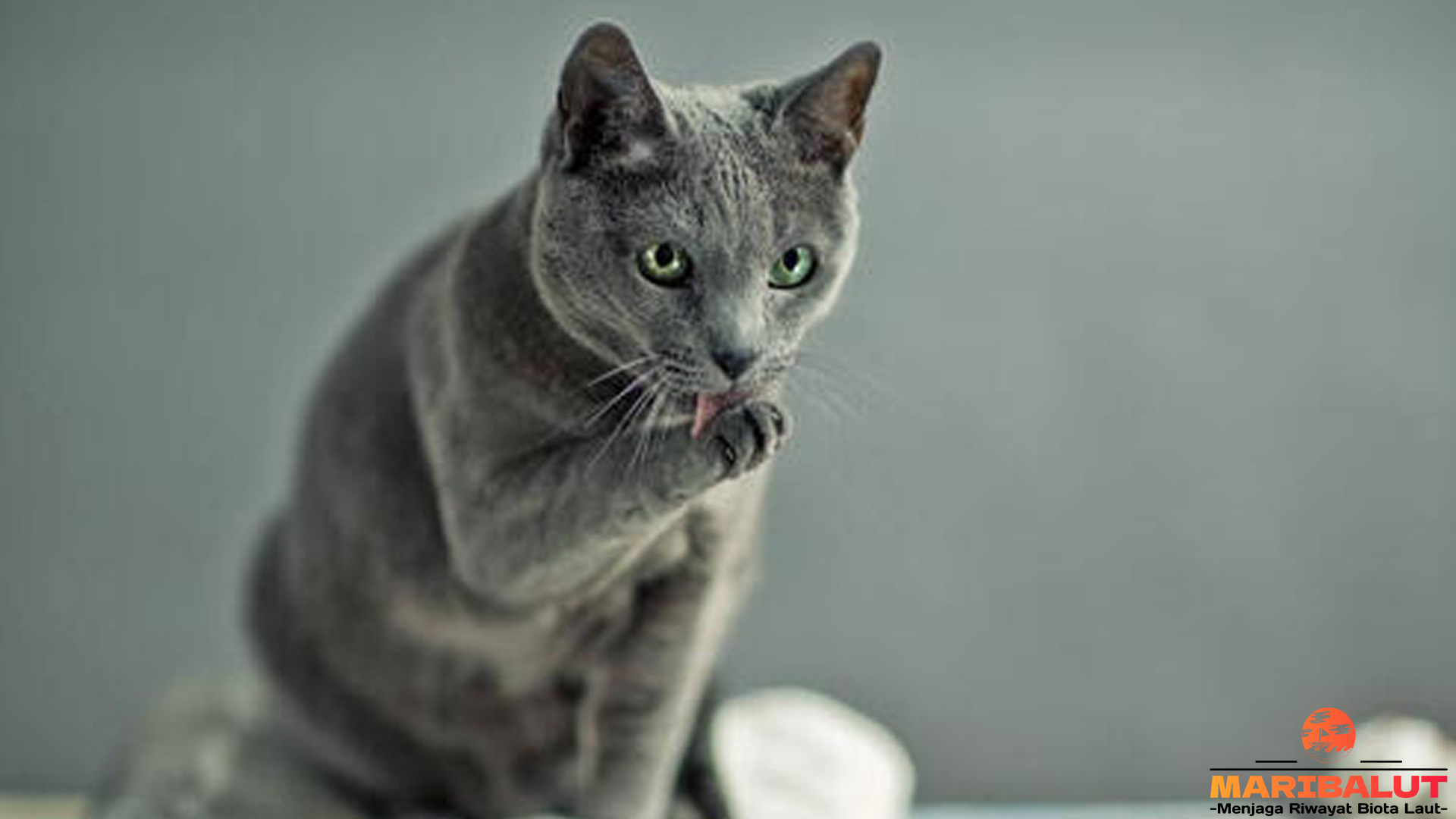 Keunikan Kucing Russian Blue: Karakteristik dan Perawatan