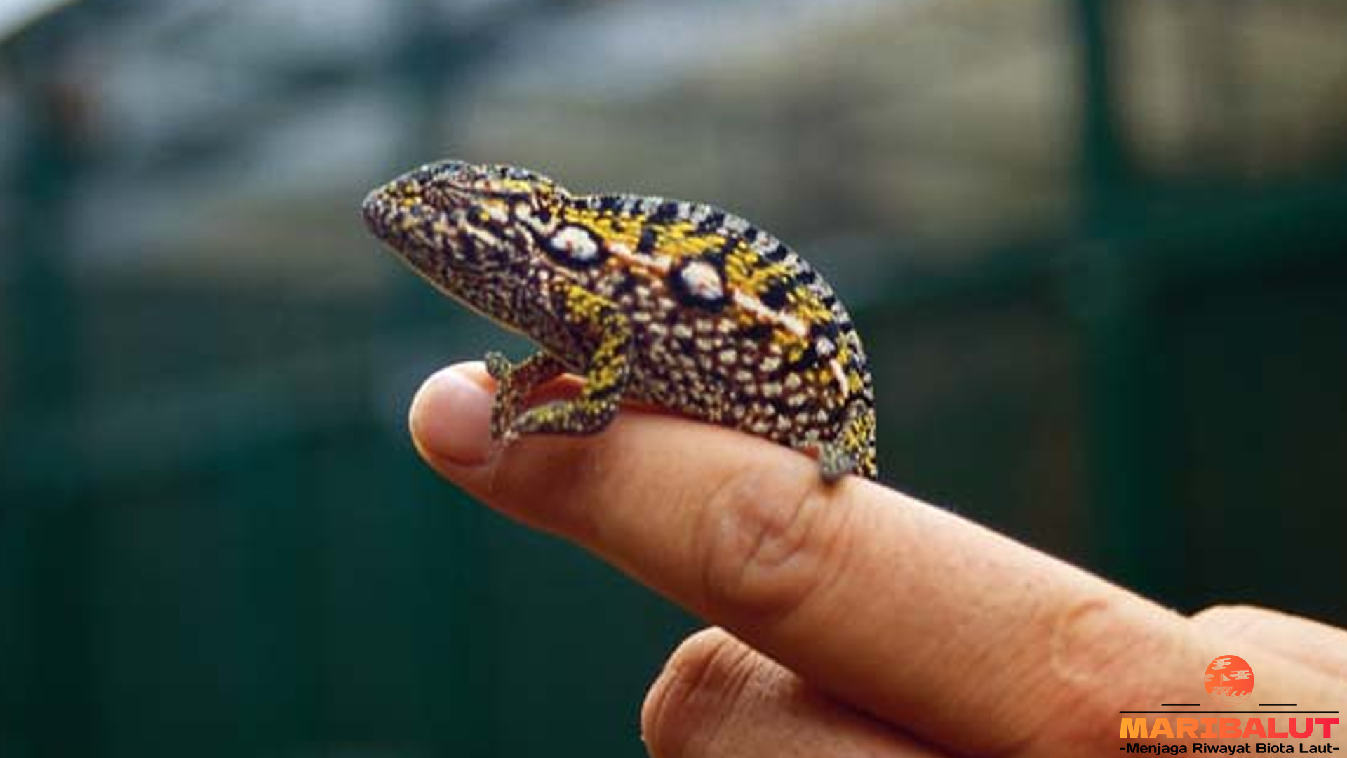 Carpet Chameleon: Si Kameleon yang Mengubah Warna dan Hati