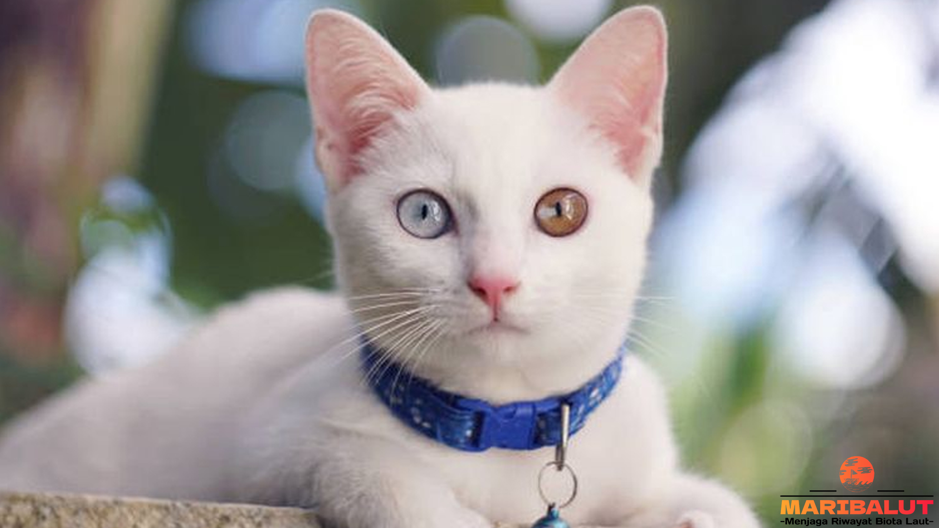 Kucing Khao Manee: Keindahan dan Karakteristiknya yang Unik