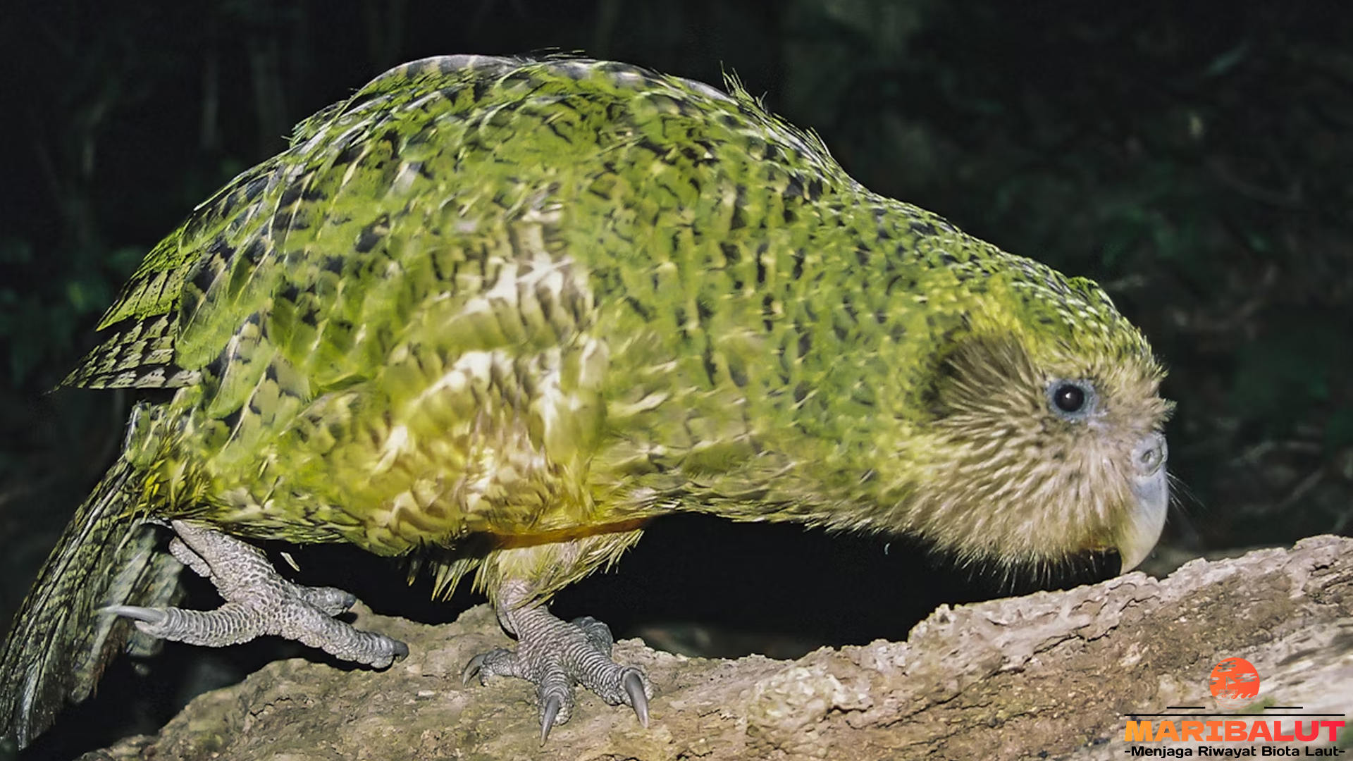 Mengintip Dunia Kakapo, Burung Hijau yang Sulit Ditemukan
