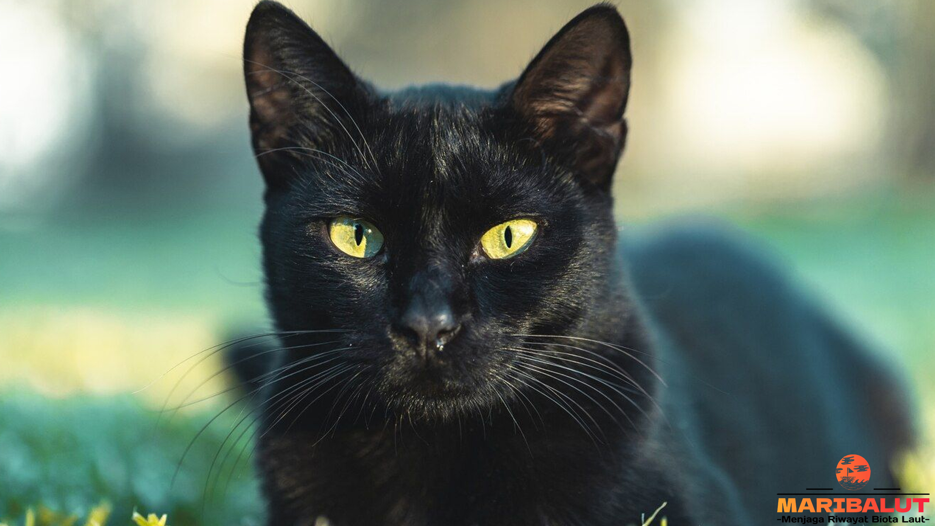 Mirip Panther, Tapi Manut Banget! Kenalan Sama Kucing Bombay