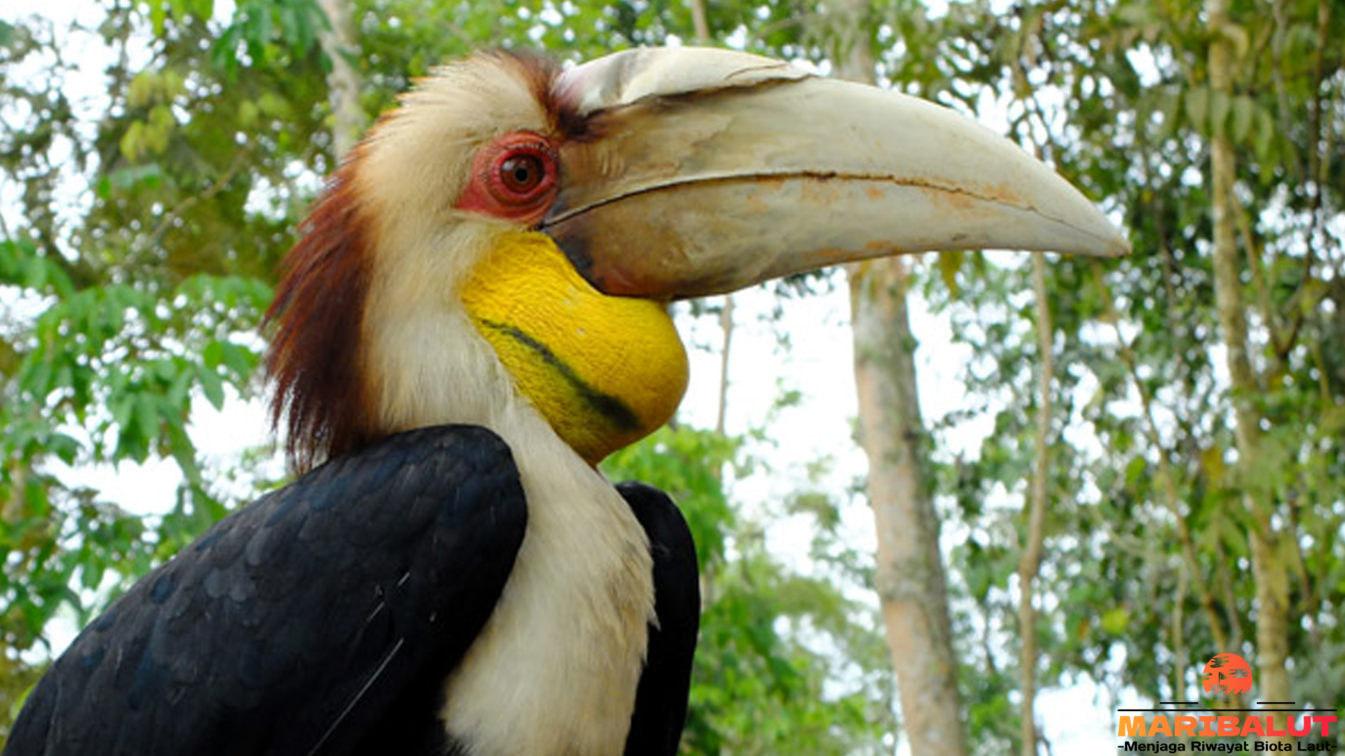 Julang Emas: Pesona Burung Langka yang Jarang Terlihat
