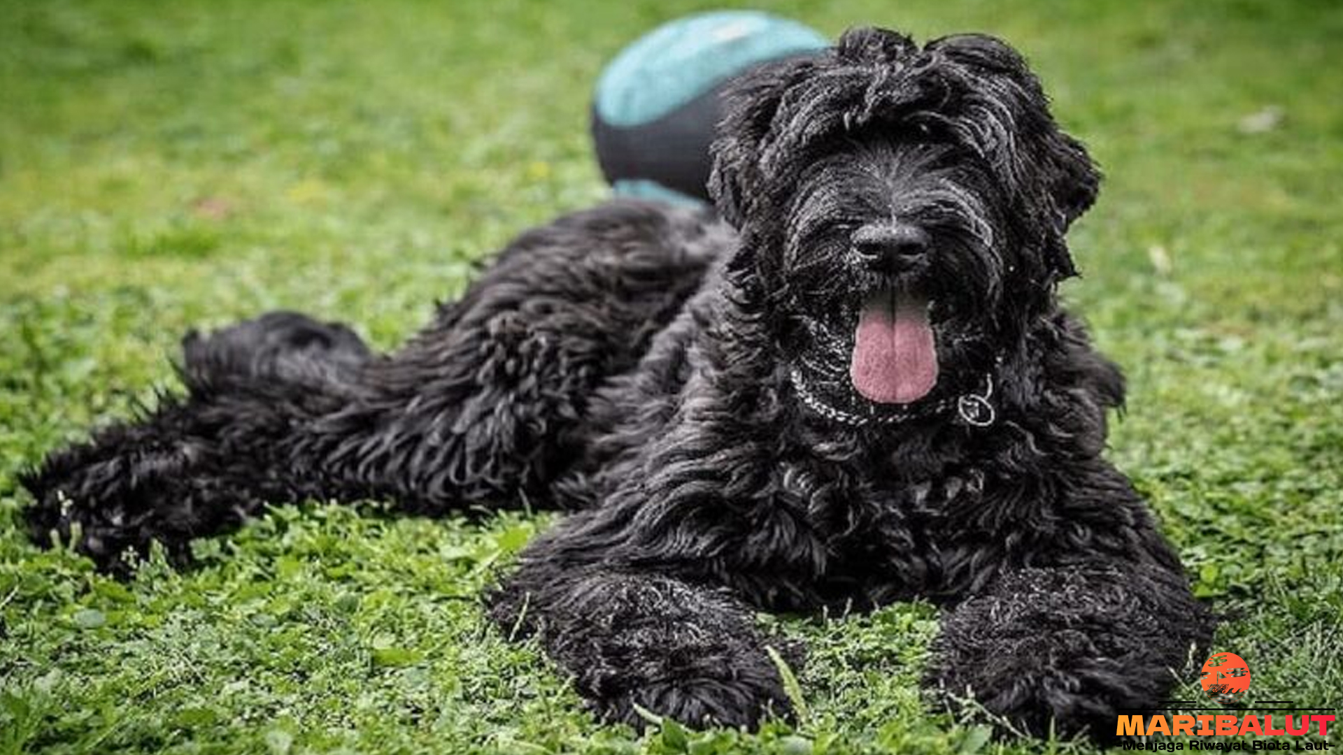 Terrier Hitam Rusia: Si Anjing Tangguh dengan Pesona Gelap
