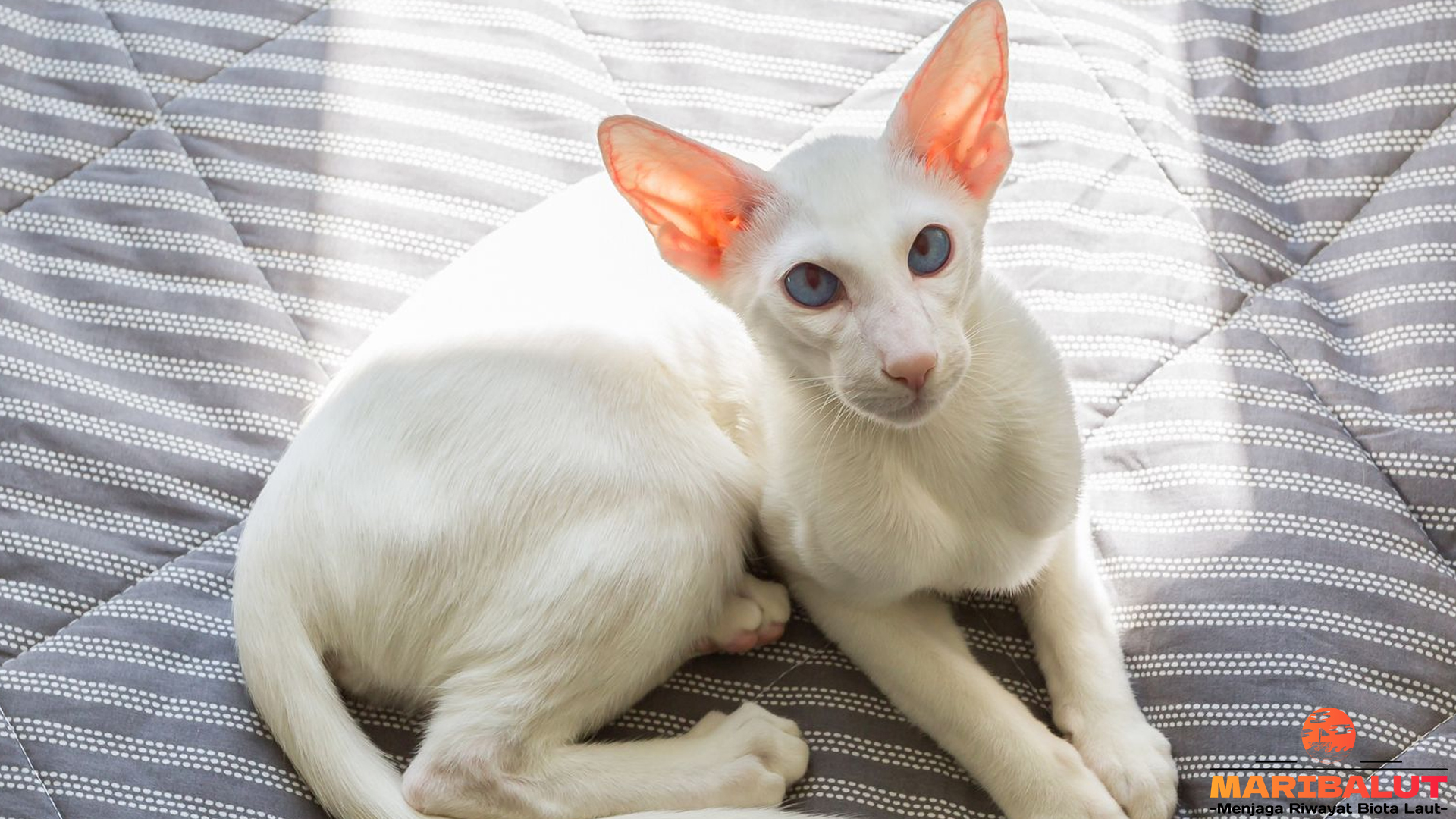Oriental Shorthair: Si Telinga Lebar yang Penuh Gaya