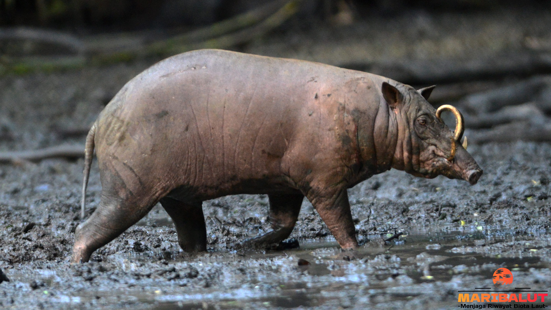 Babi Rusa dan Peranannya dalam Ekosistem Hutan Tropis