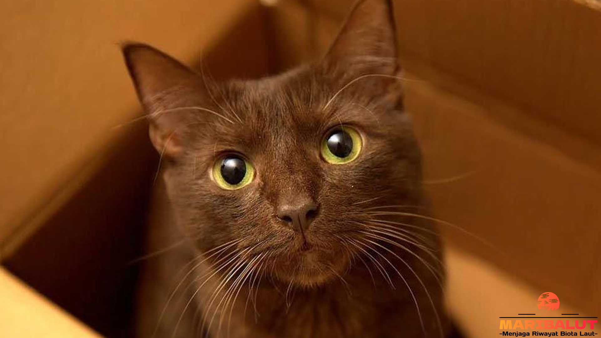 Kucing Havana, Si Kecil Berbulu Mewah yang Penuh Cinta
