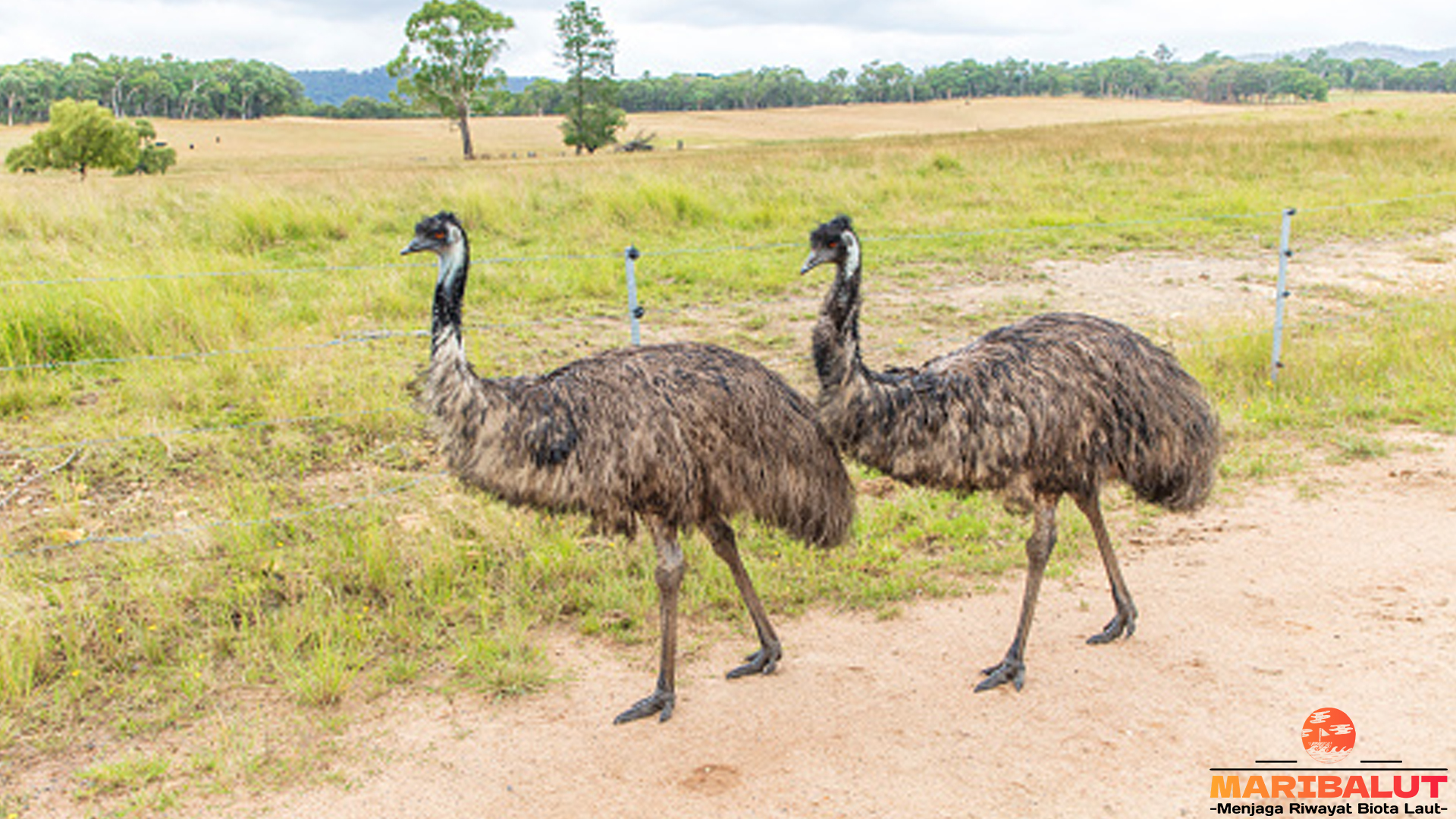 Mengenal Burung Emu: Raksasa Berkaki Kuat dari Australia