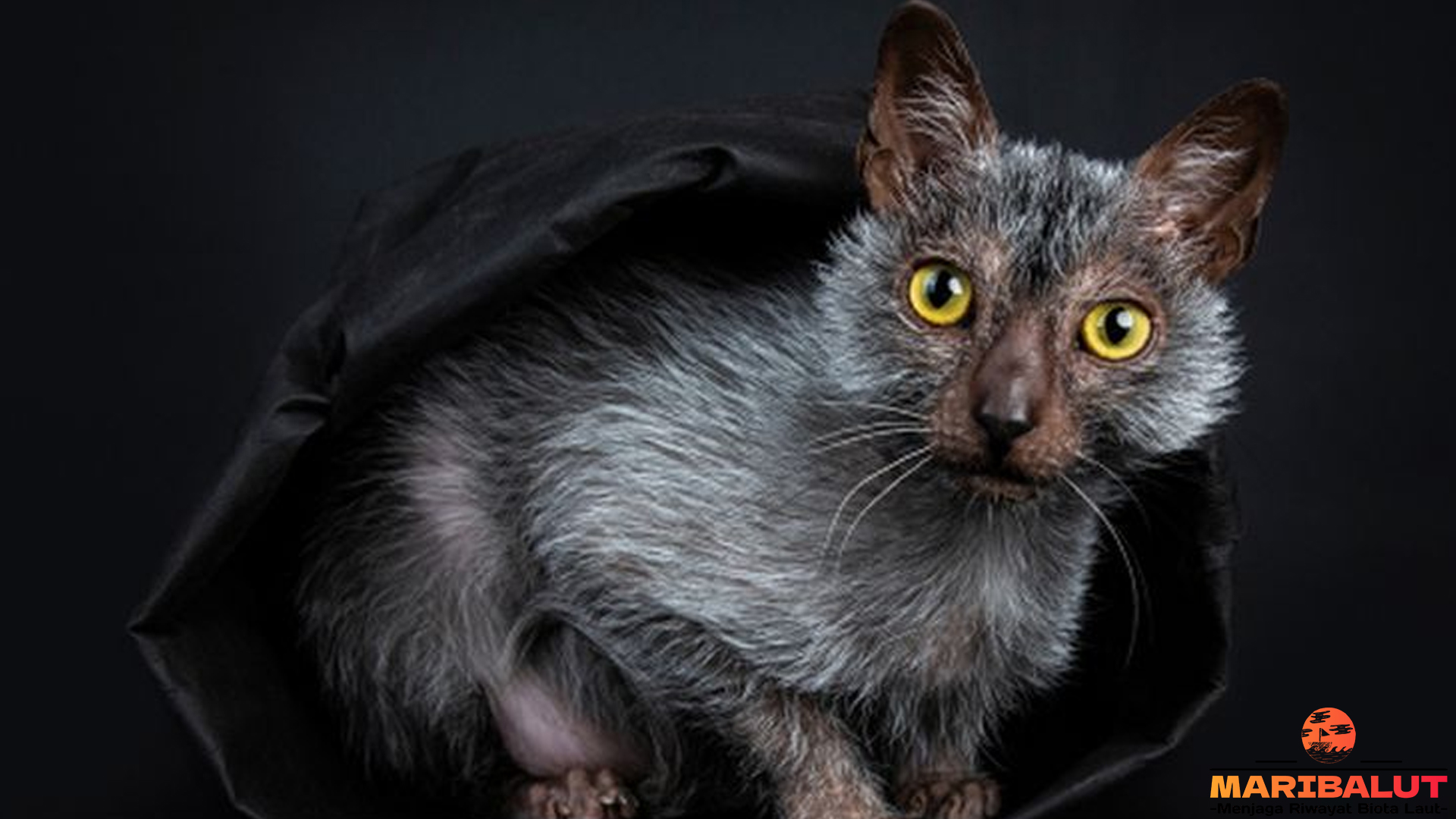 Mengenal Kucing Lykoi, Si Mungil Bertampang Seram