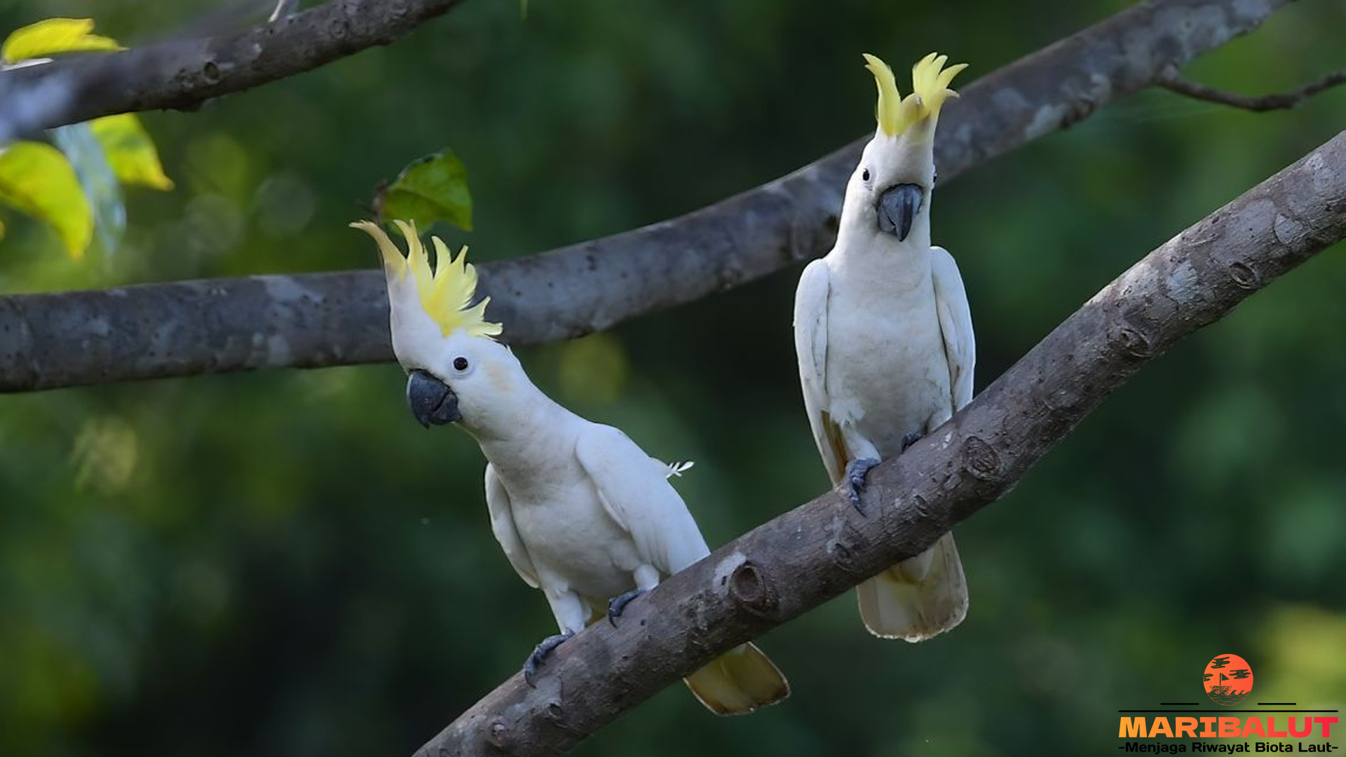 Kakatua Koki: Burung Cerdas dengan Jambul Unik yang Memikat