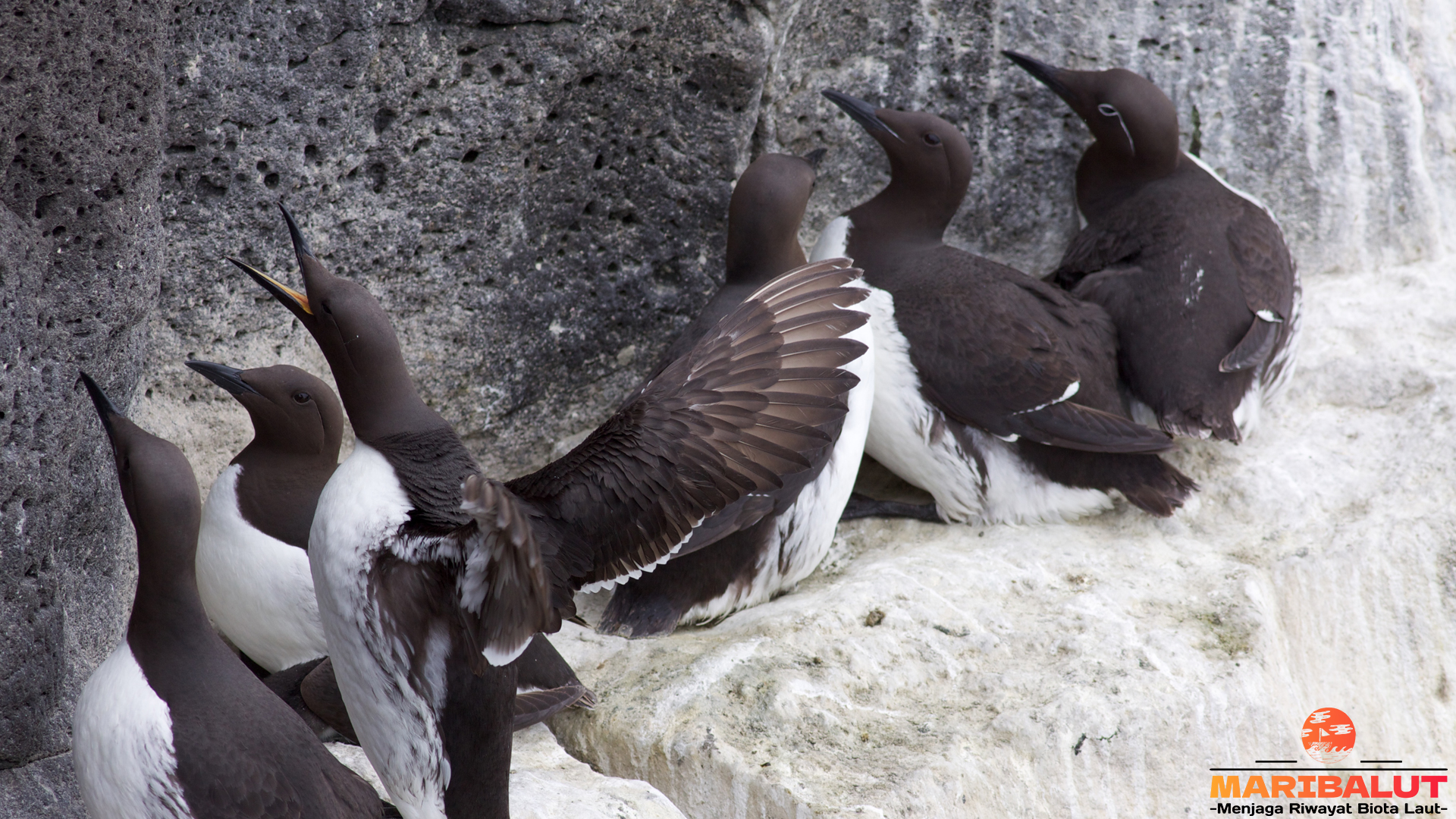 Melihat Dunia dari Mata Guillemot: Burung Laut yang Tangguh