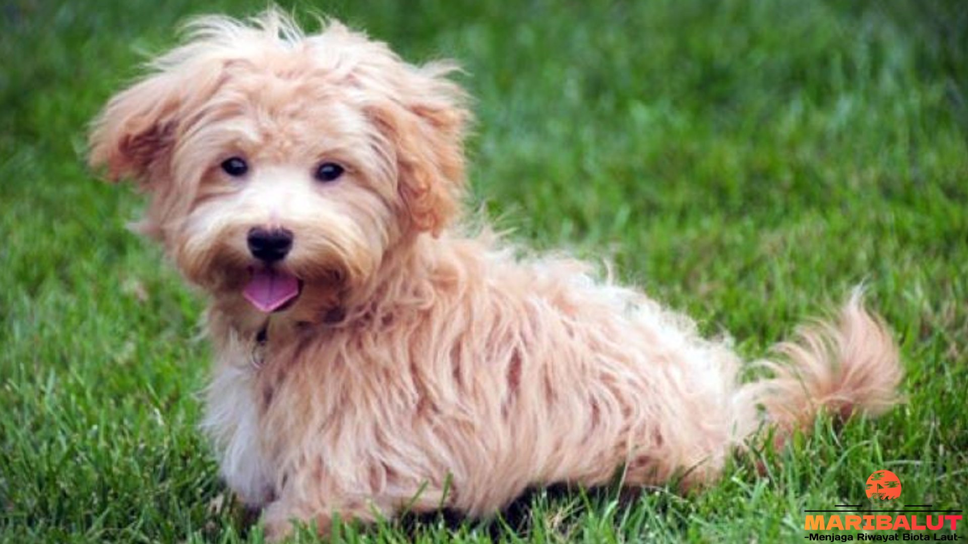 Maltipoo dan Kepribadiannya yang Bikin Semua Jatuh Hati