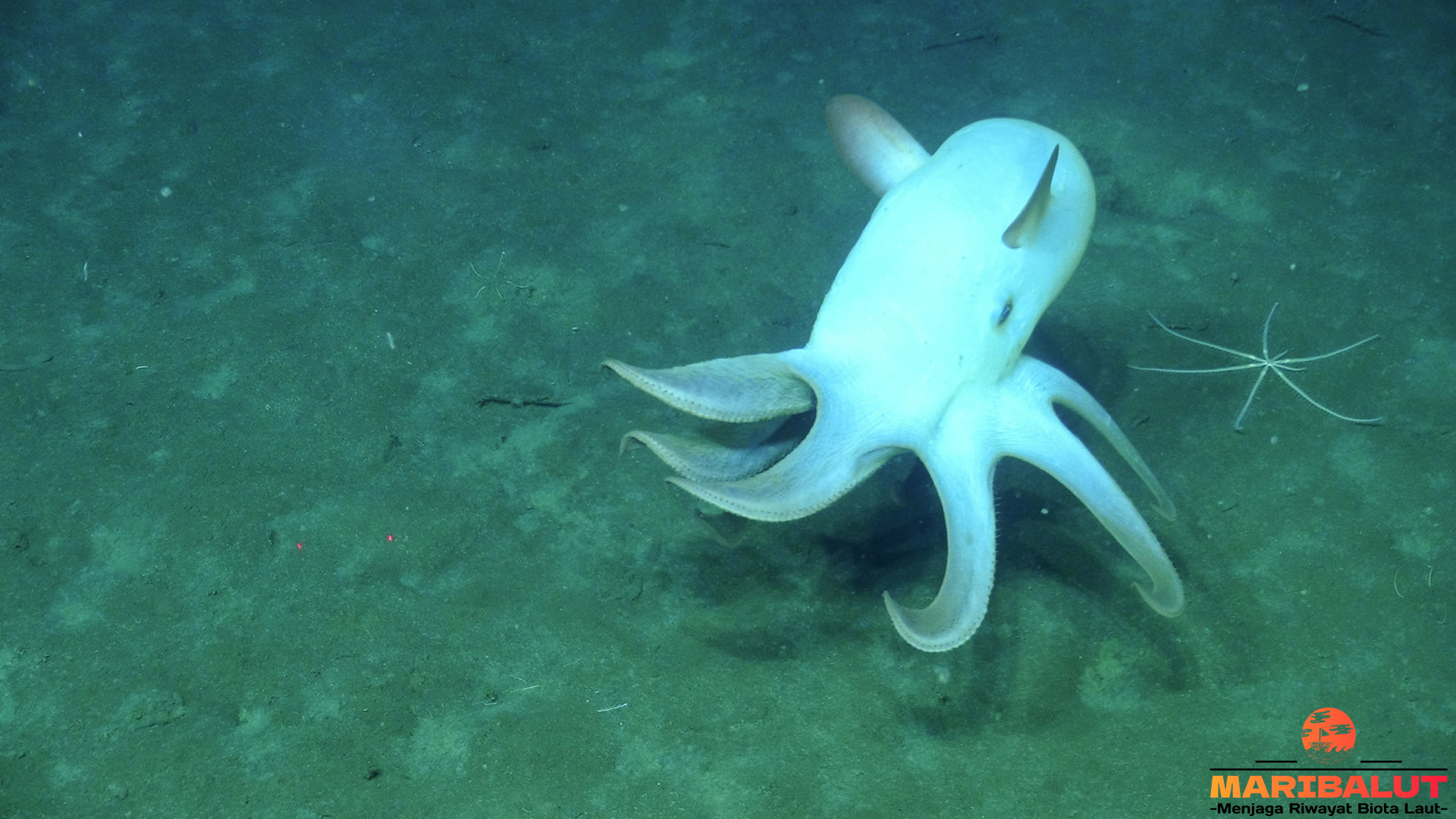 Menyibak Dunia Grimpoteuthis, Makhluk Laut dengan Wajah Unik