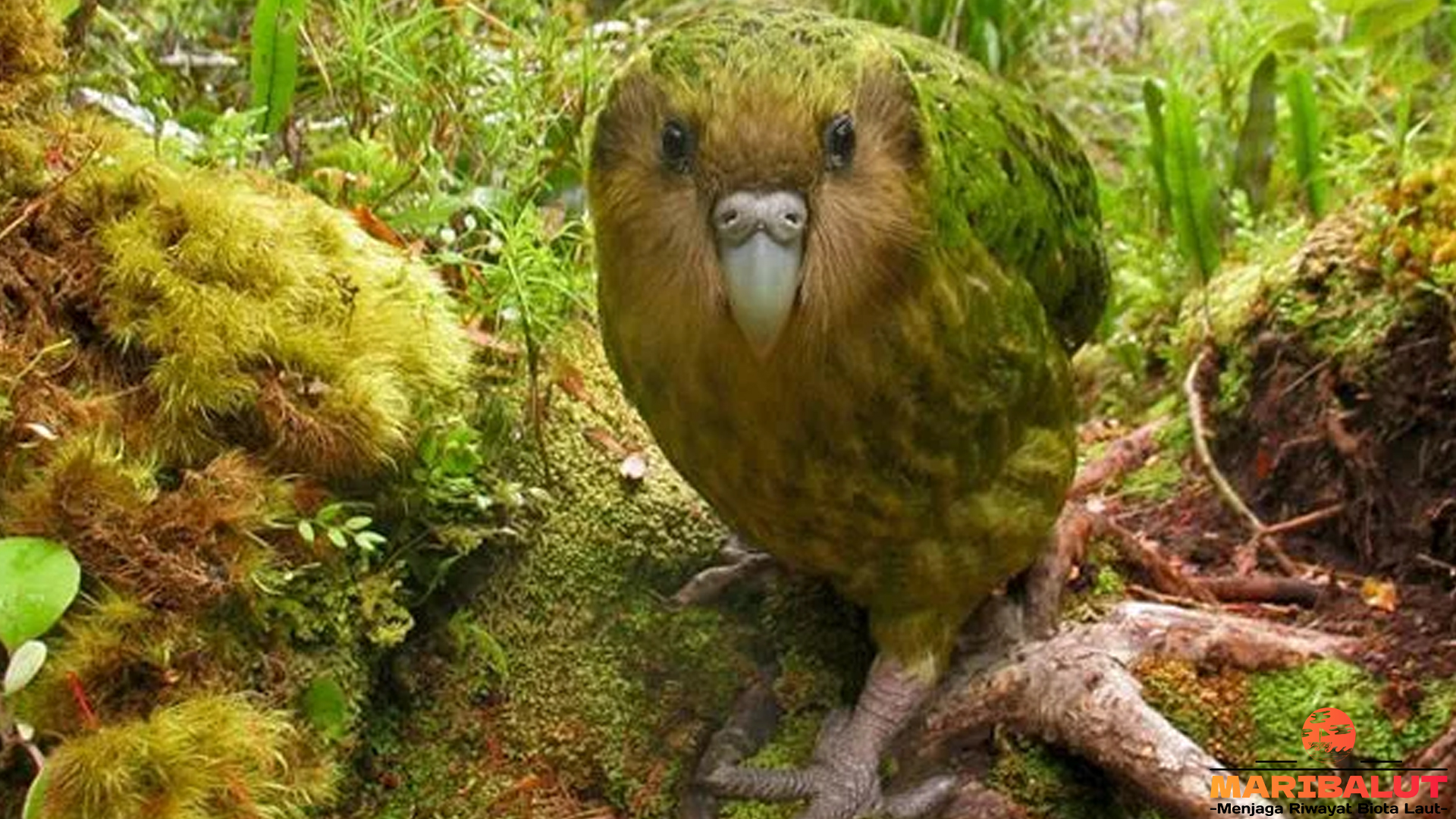 Mengintip Dunia Kakapo, Burung Hijau yang Sulit Ditemukan