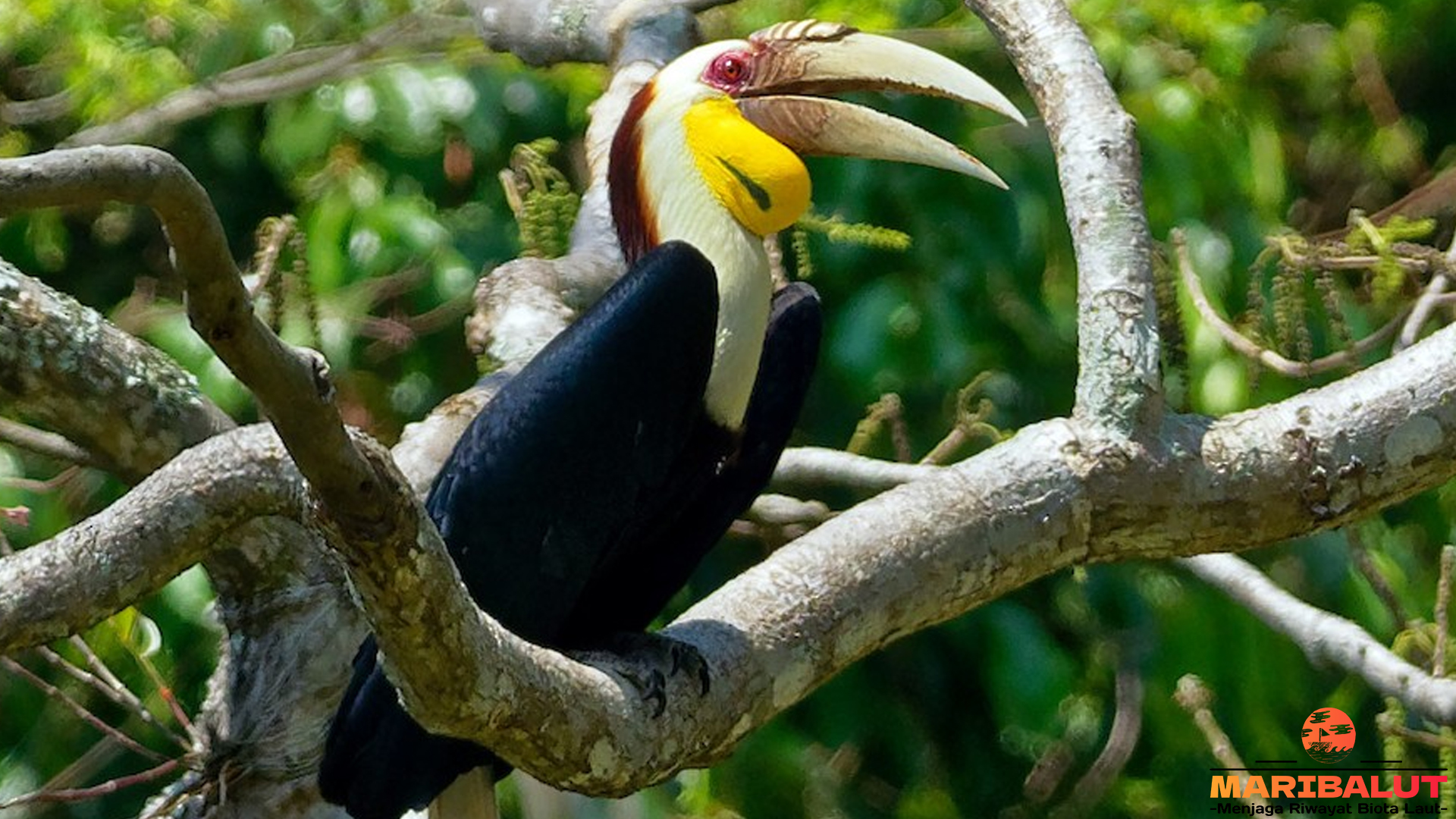 Julang Emas: Pesona Burung Langka yang Jarang Terlihat
