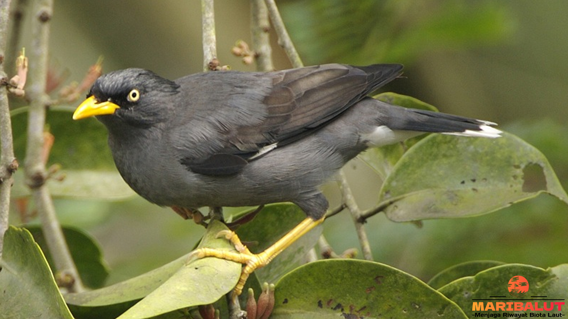 Kerak Kerbau, Burung Kecil dengan Keahlian Memikat Hati 2 Kerak Kerbau, Burung Kecil dengan Keahlian Memikat Hati
