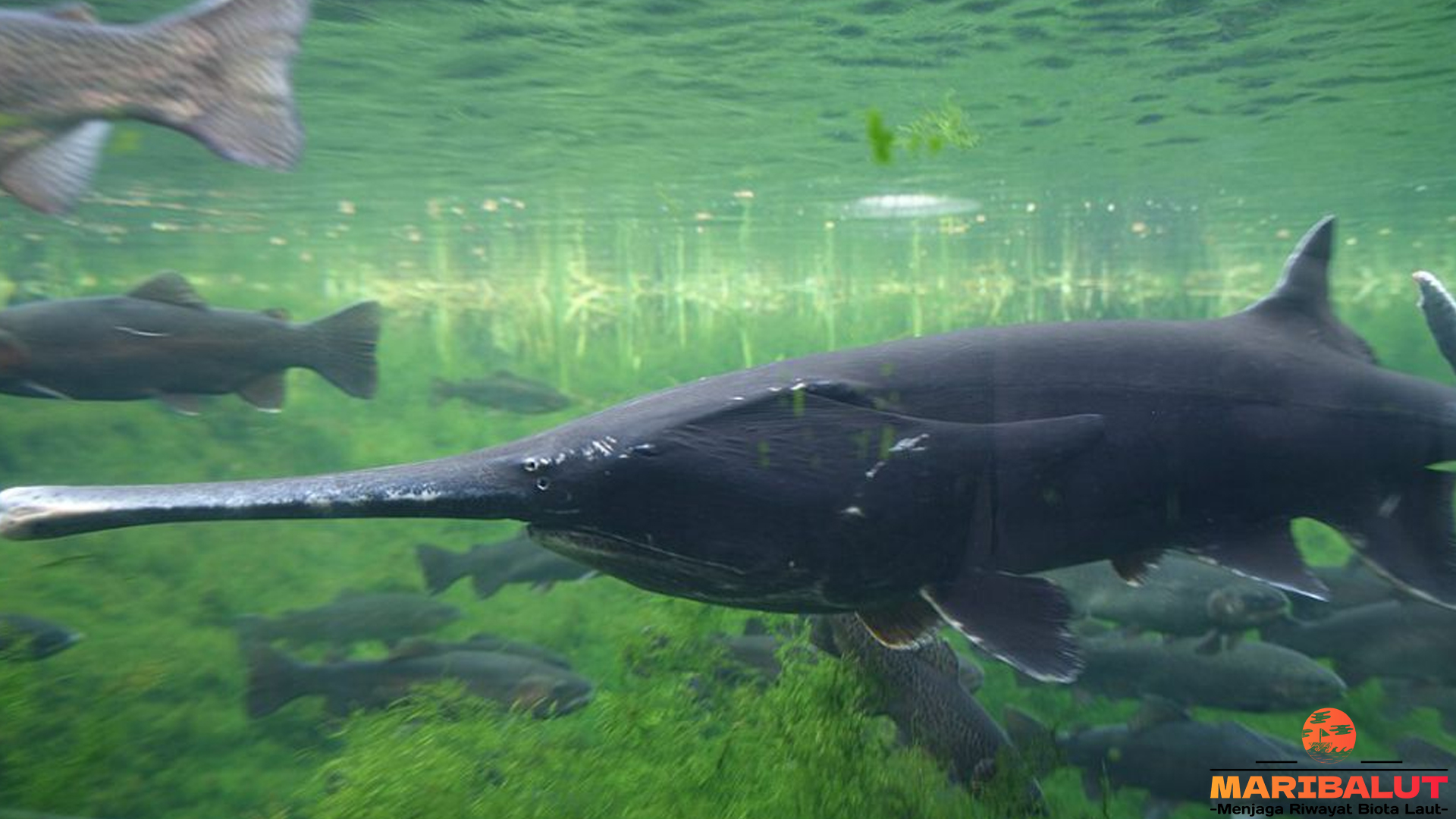 Ikan Dayung Amerika: Si Hidung Panjang dari Sungai Purba