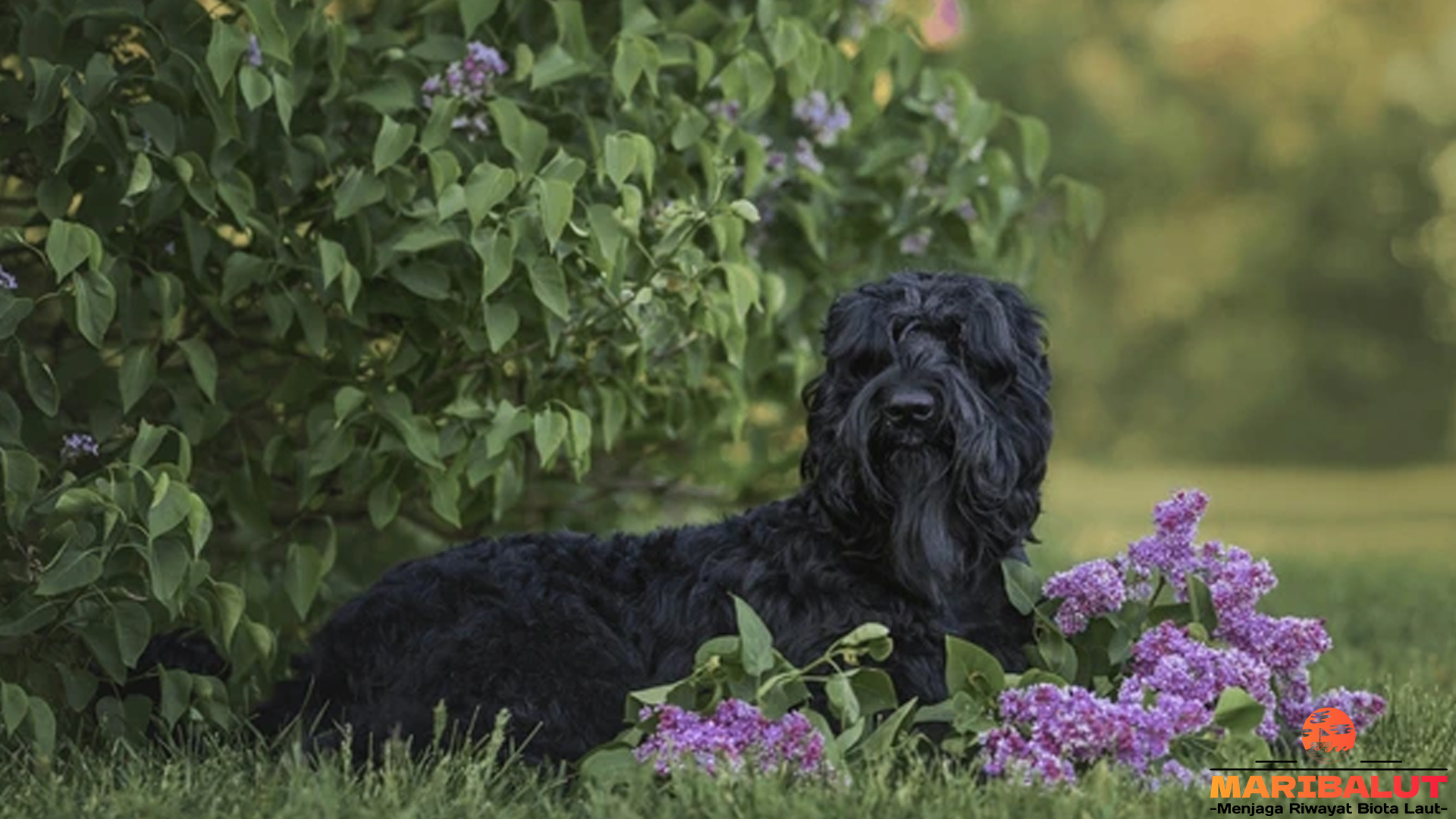 Terrier Hitam Rusia: Si Anjing Tangguh dengan Pesona Gelap
