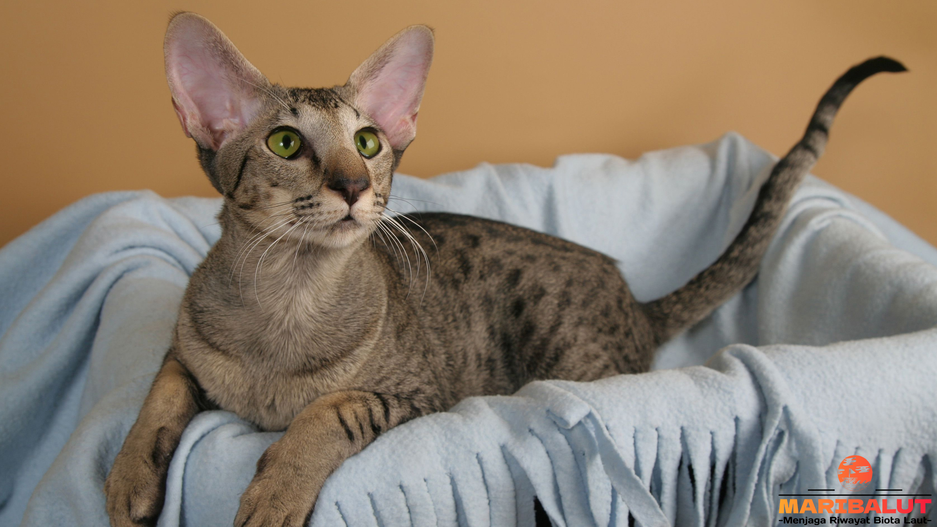 Oriental Shorthair: Si Telinga Lebar yang Penuh Gaya