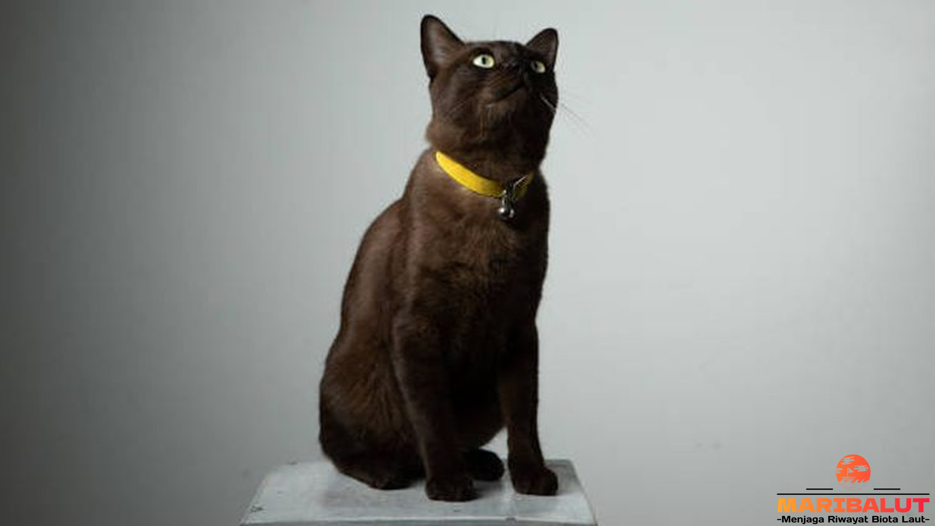 Kucing Havana, Si Kecil Berbulu Mewah yang Penuh Cinta