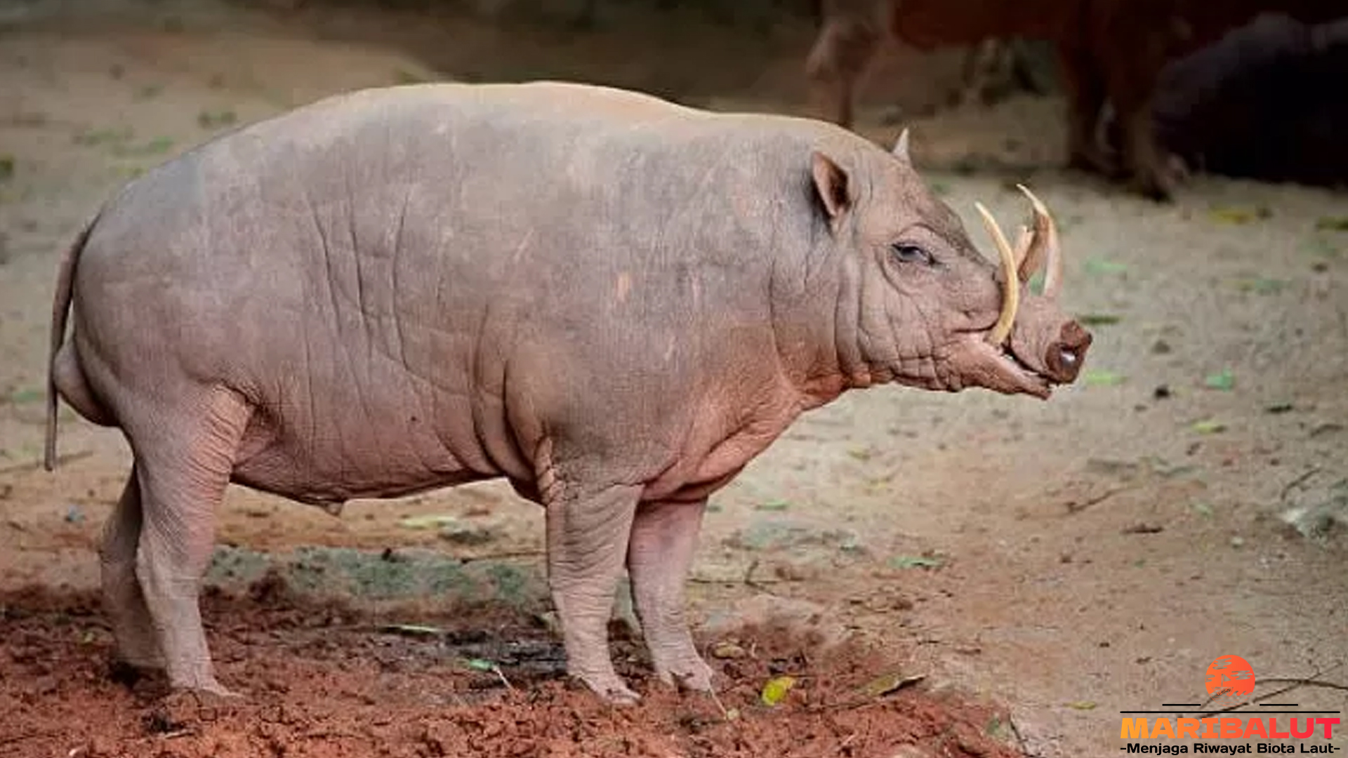 Babi Rusa dan Peranannya dalam Ekosistem Hutan Tropis