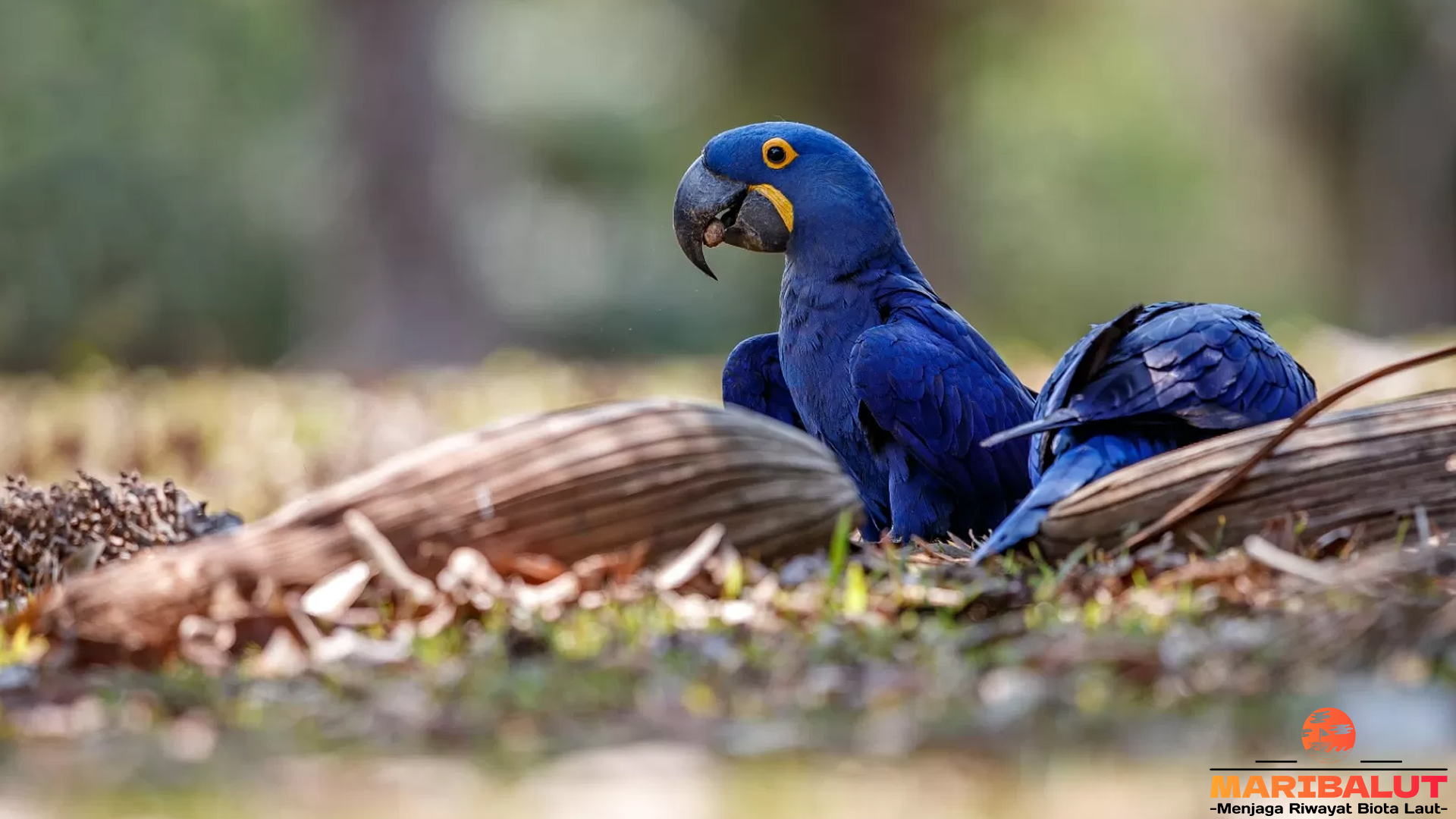 Keindahan Eksotis Makaw Hyacinth, Si Burung Biru Raksasa