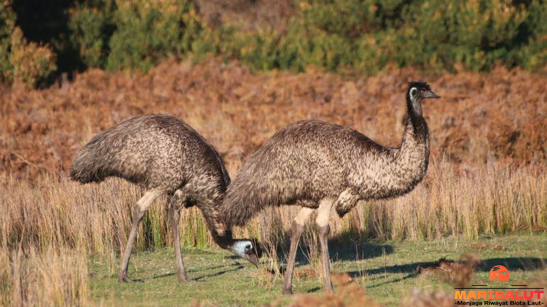 Mengenal Burung Emu: Raksasa Berkaki Kuat dari Australia