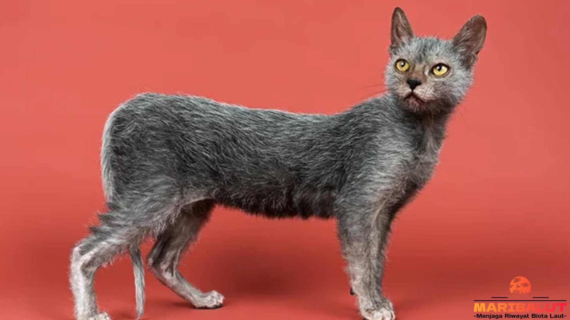 Mengenal Kucing Lykoi, Si Mungil Bertampang Seram