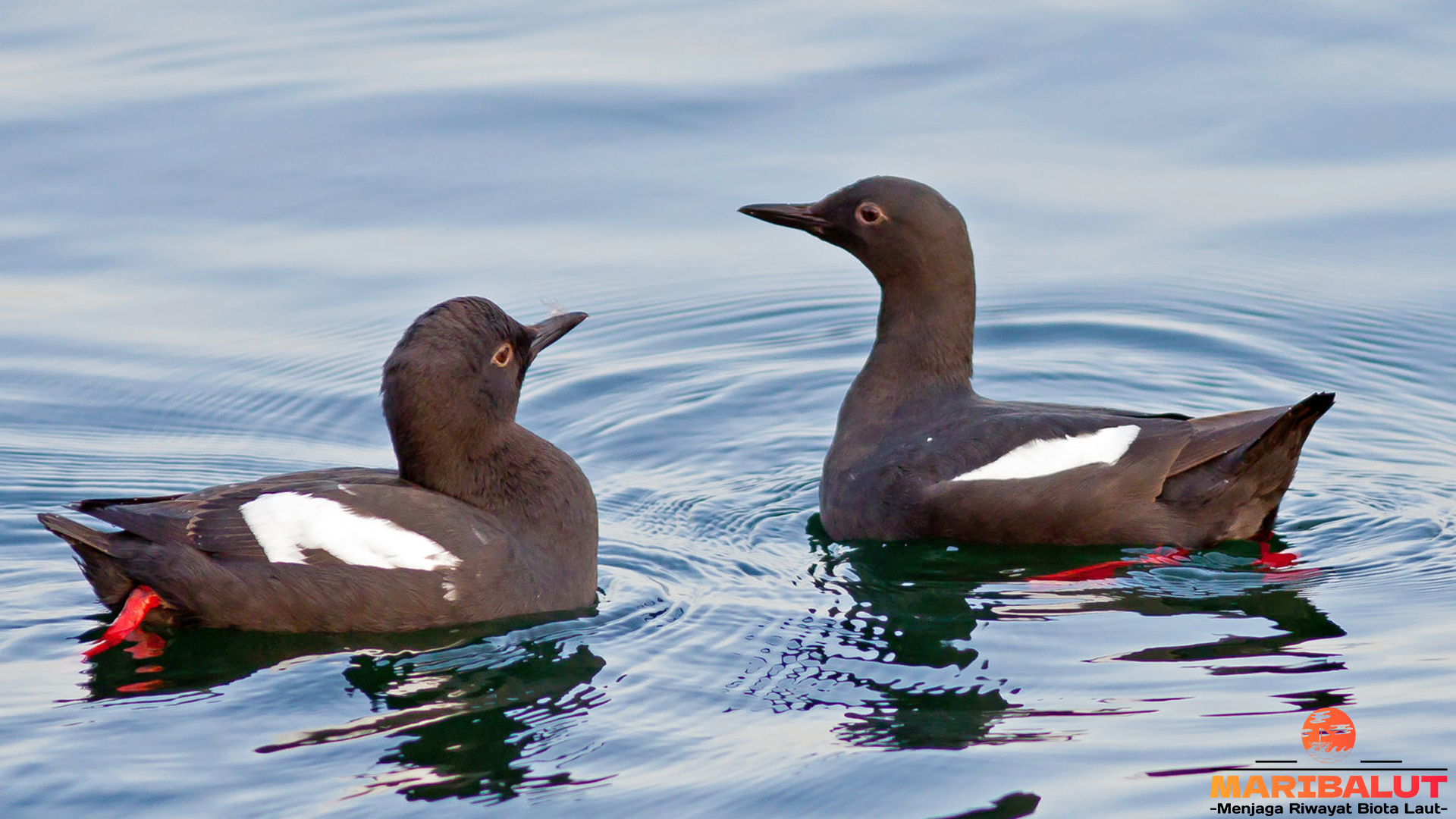 Melihat Dunia dari Mata Guillemot: Burung Laut yang Tangguh