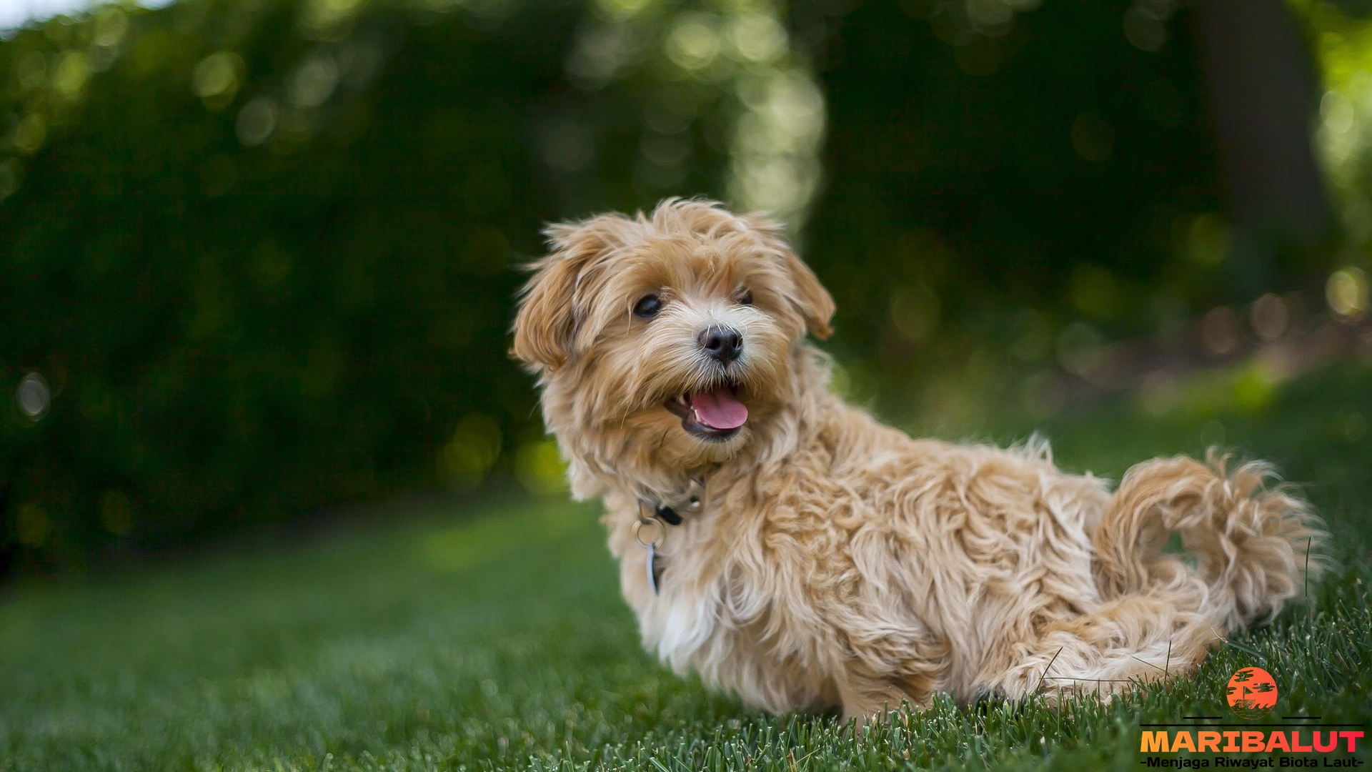 Maltipoo dan Kepribadiannya yang Bikin Semua Jatuh Hati