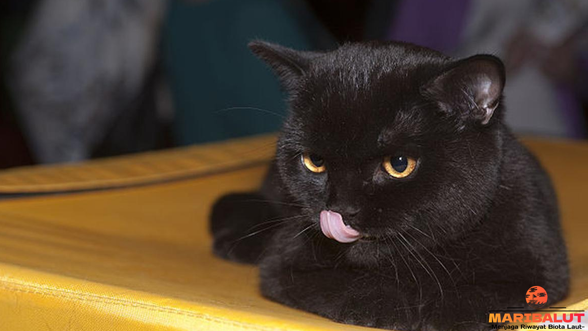 Mirip Panther, Tapi Manut Banget! Kenalan Sama Kucing Bombay