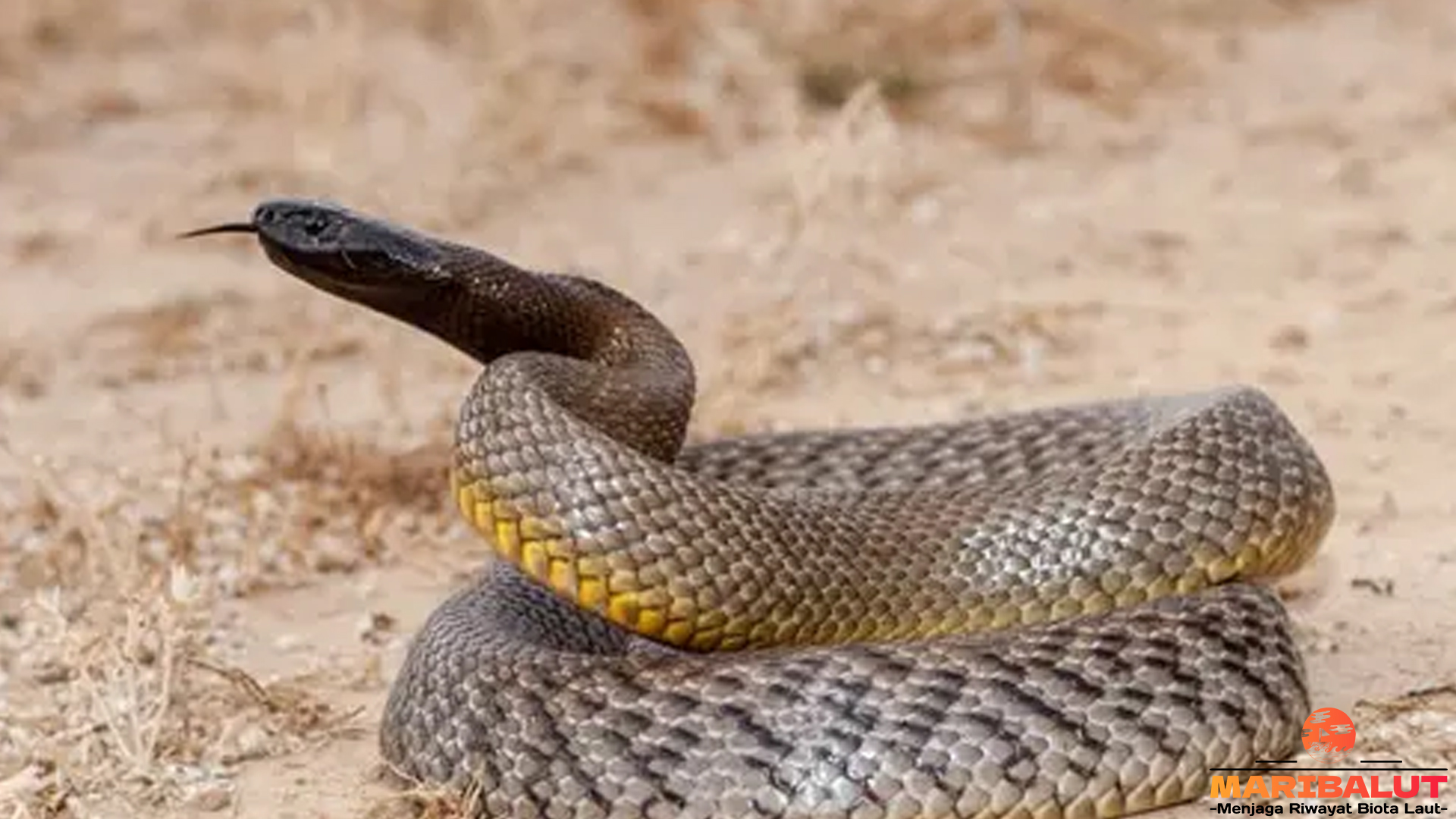 Ular Taipan Pedalaman: Raja Berbisa dari Jauh di Dalam Hutan