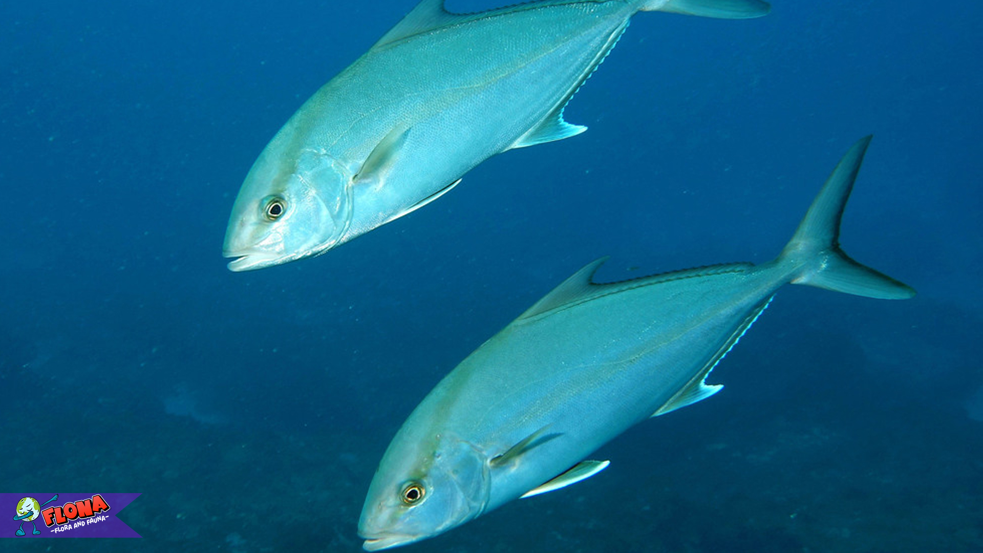 Kuwe Batu, Ikan Kecil yang Jadi Primadona Para Pecinta Laut