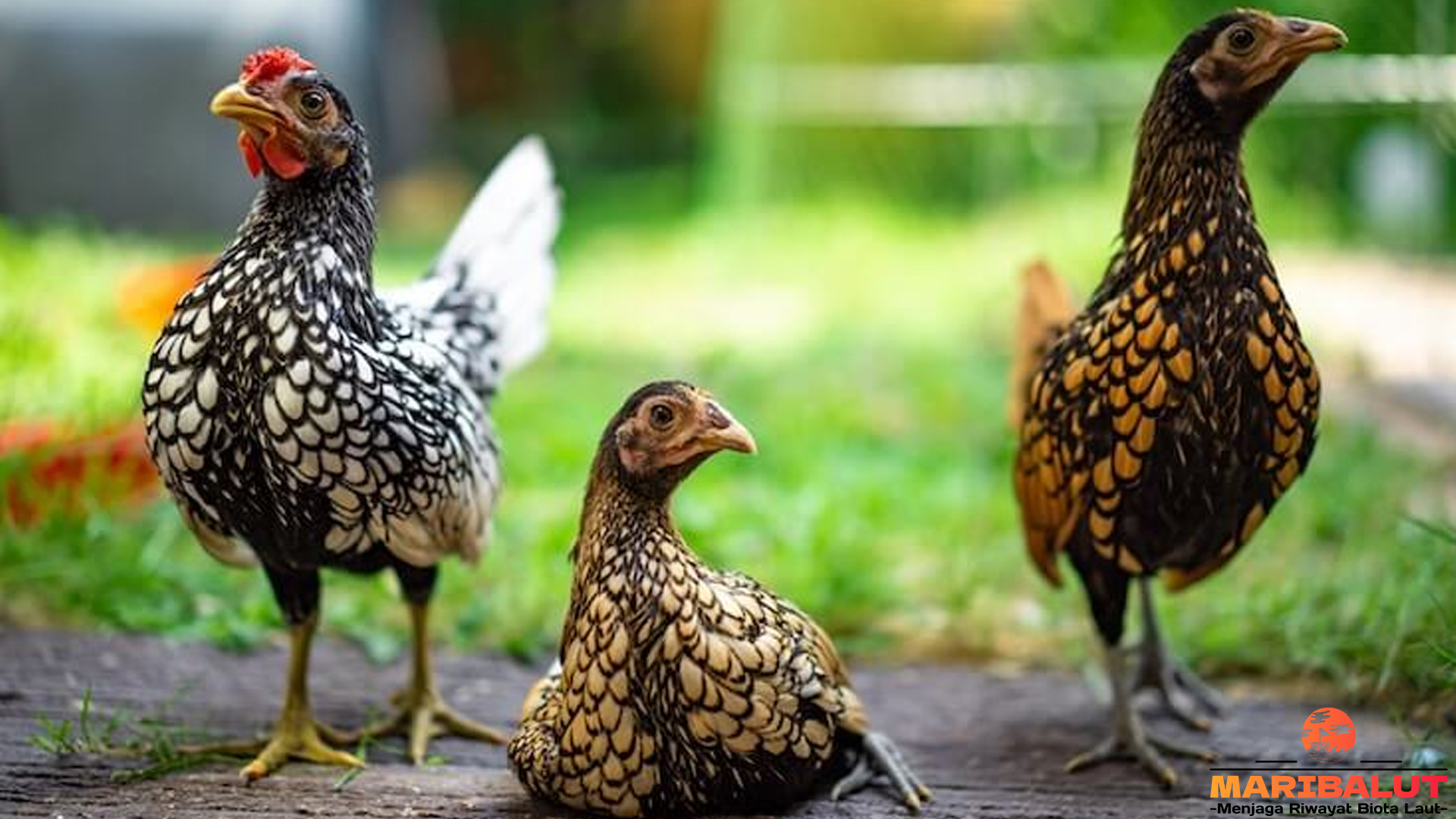 Ayam Sebright, Si Ayam Kecil dengan Corak Bulu Memikat