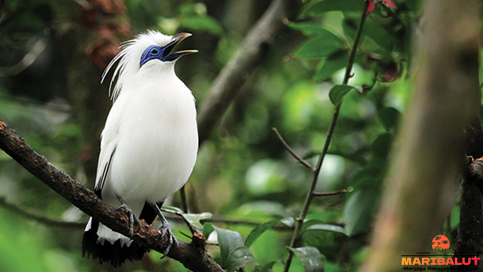 Mengenal Jalak Bali, Burung Eksotis yang Butuh Perlindungan