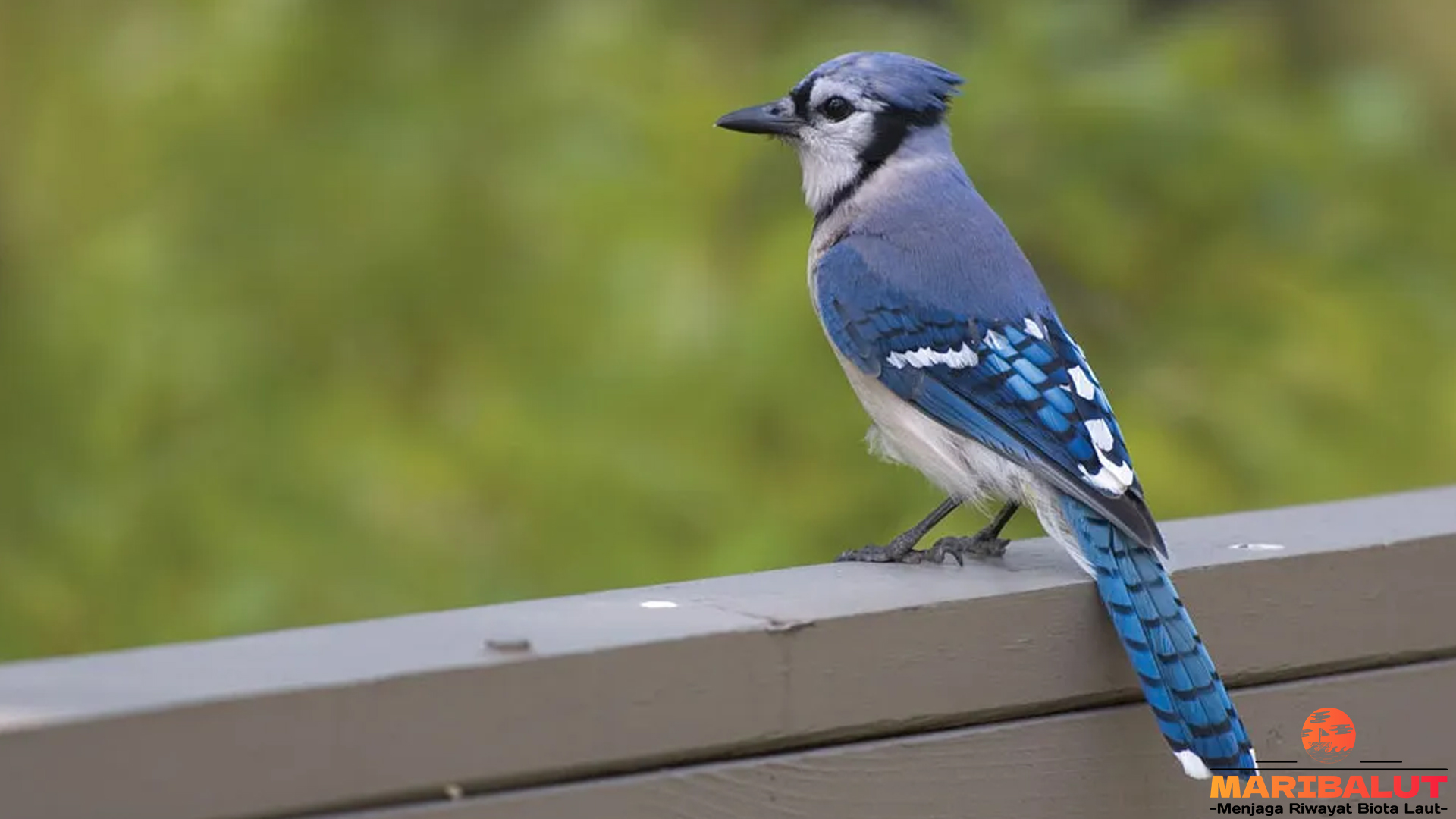 Mengenal Burung Celung Biru: Si Cantik Langka dari Alam