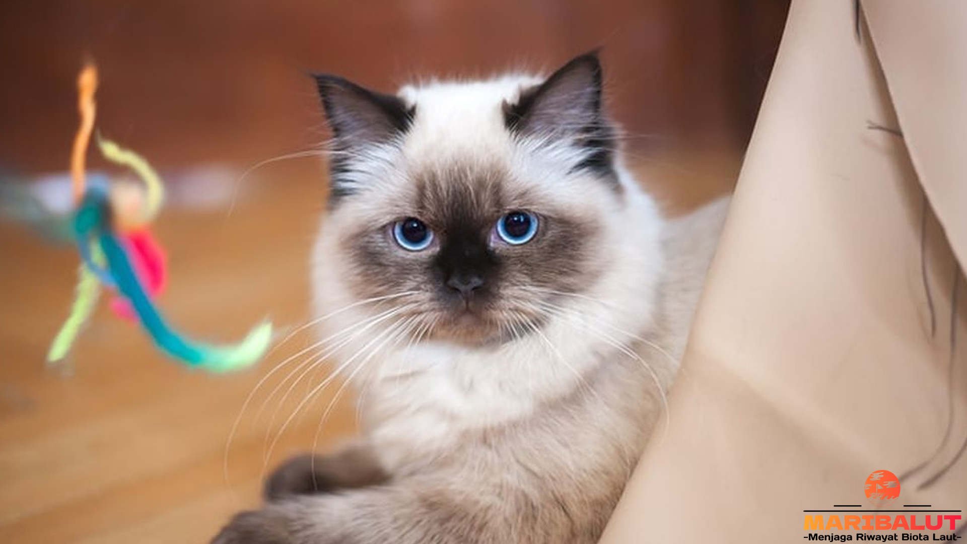 Kucing Birman: 4 Karakteristik yang Bikin Kamu Jatuh Hati