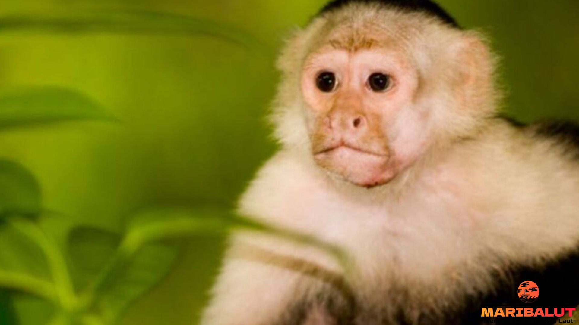 Monyet Capuchin, Si Jenius dengan 4 Keahlian Spesial
